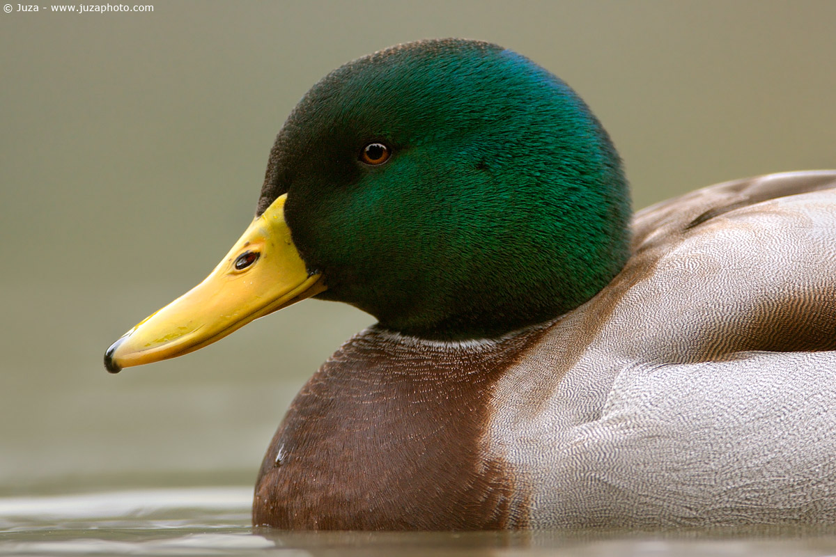 Anas Platyrhynchos (Germano Reale), 003672