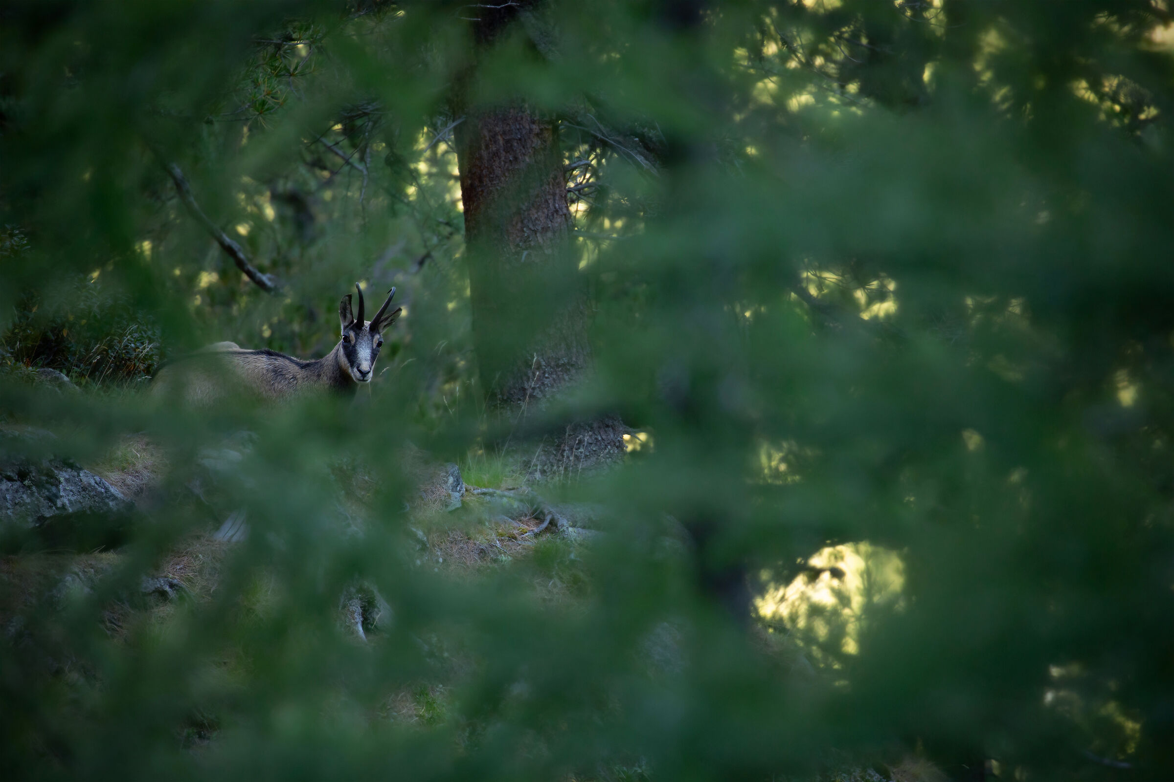 Tra i rami dei larici...