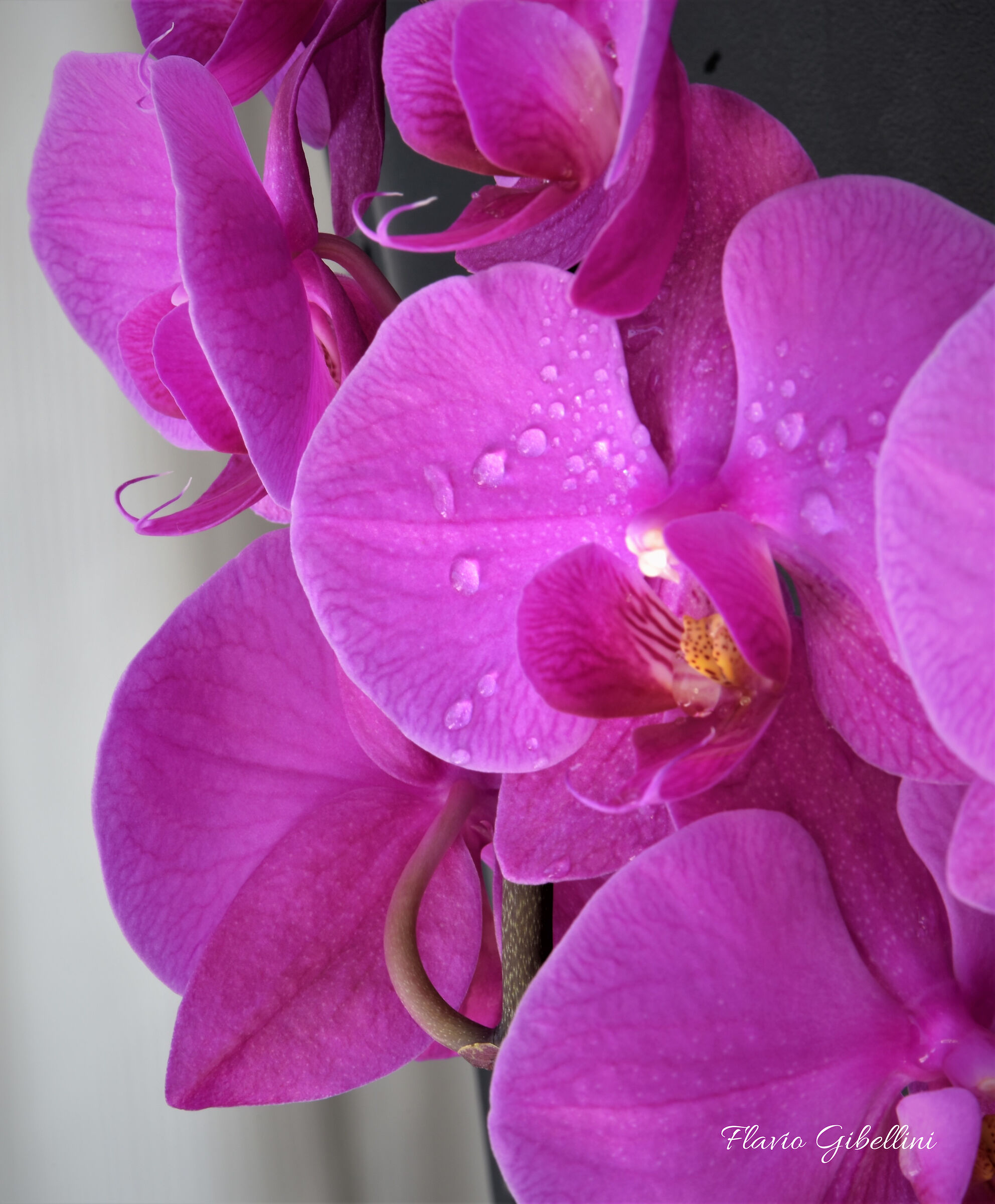 Variazione di colore