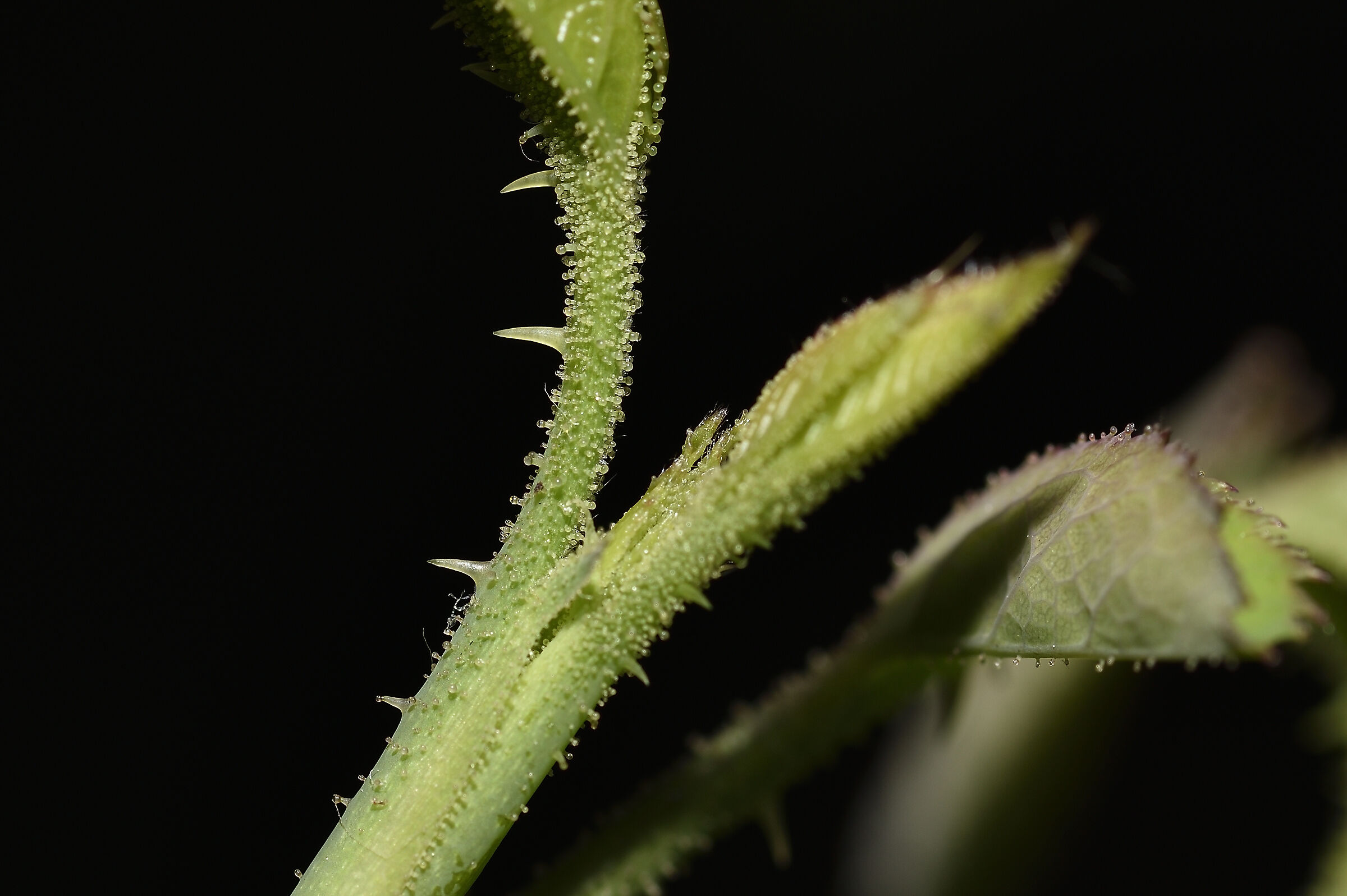 Goccie di linfa dalle spine della rosa