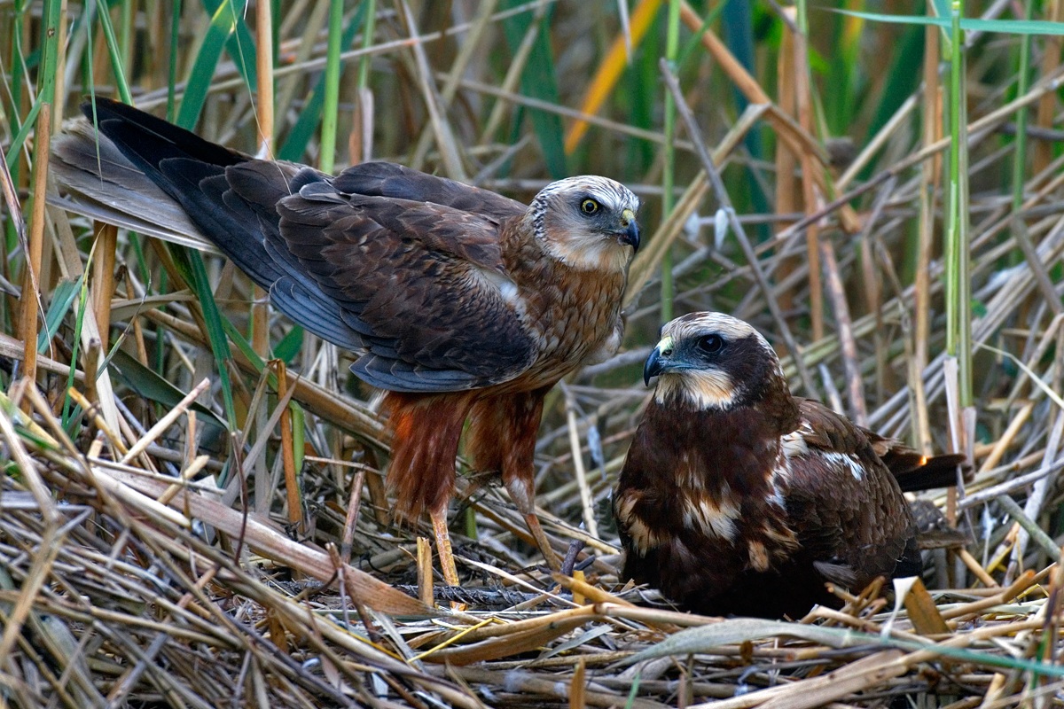 marsh harrier