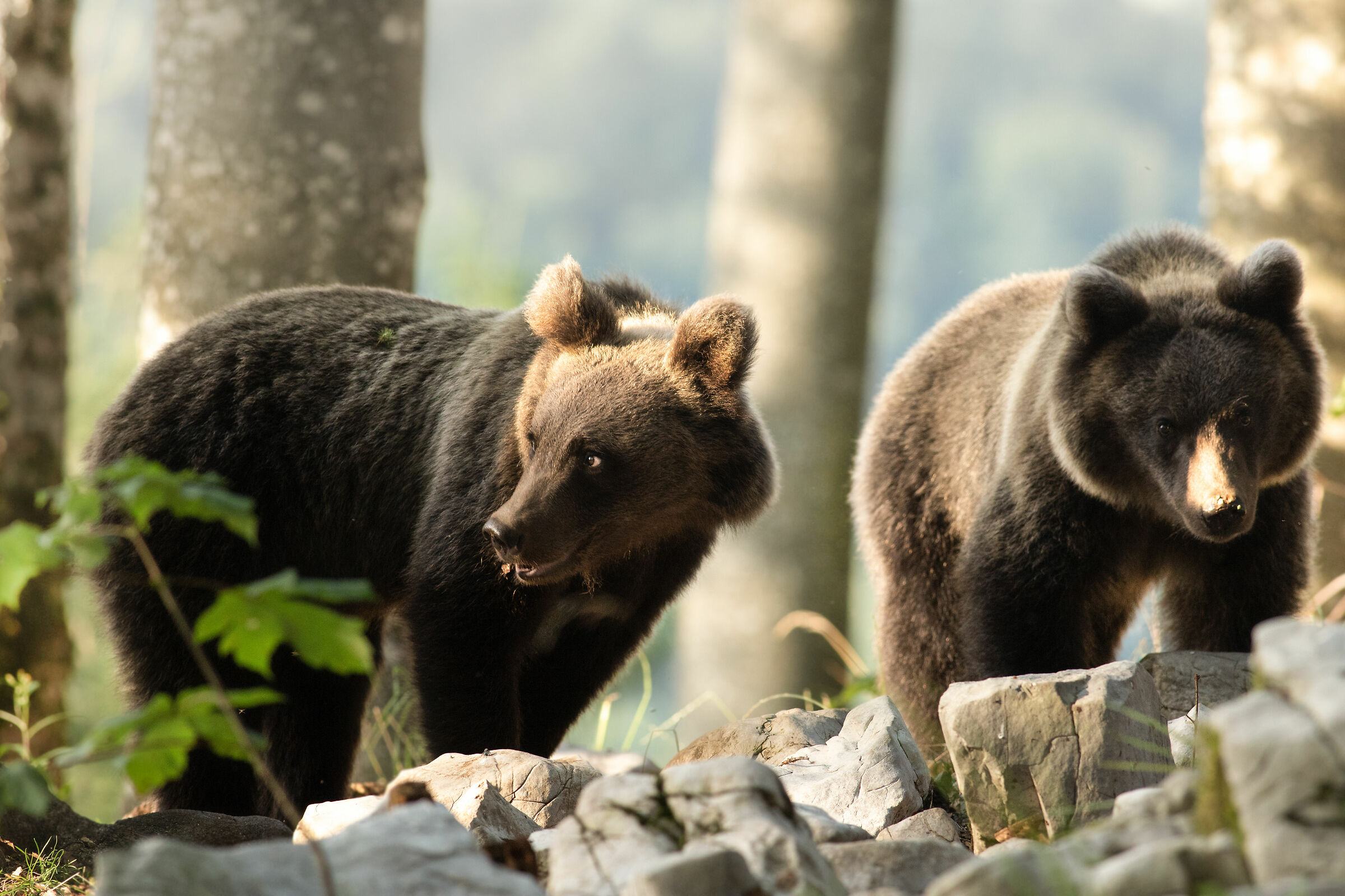 "I think it's a good