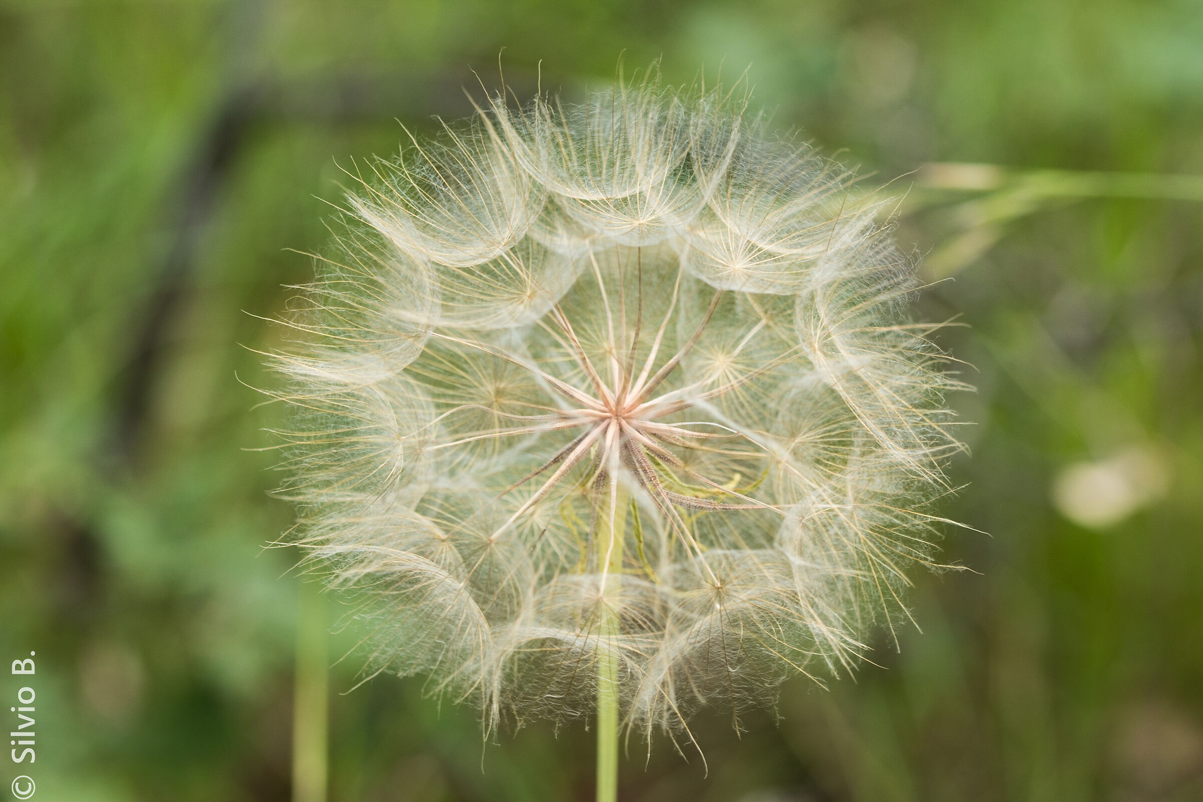 tondo come il mondo.....