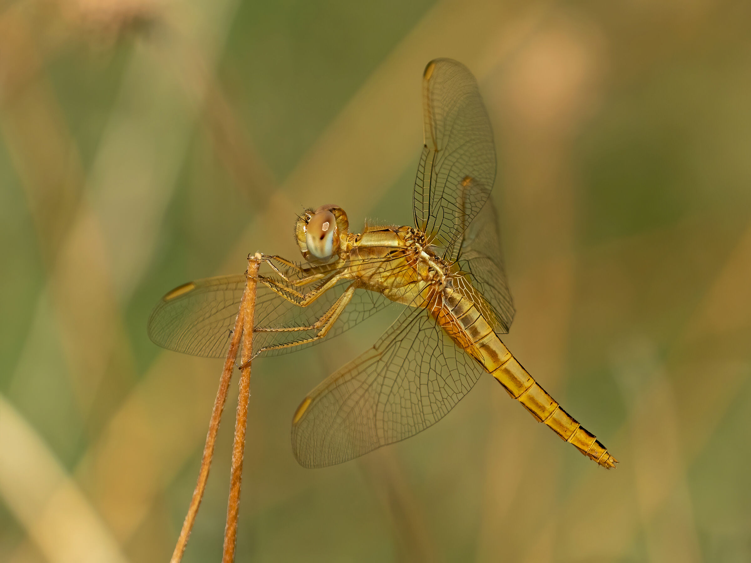 Yellow dragonfly in a field of sunflowers