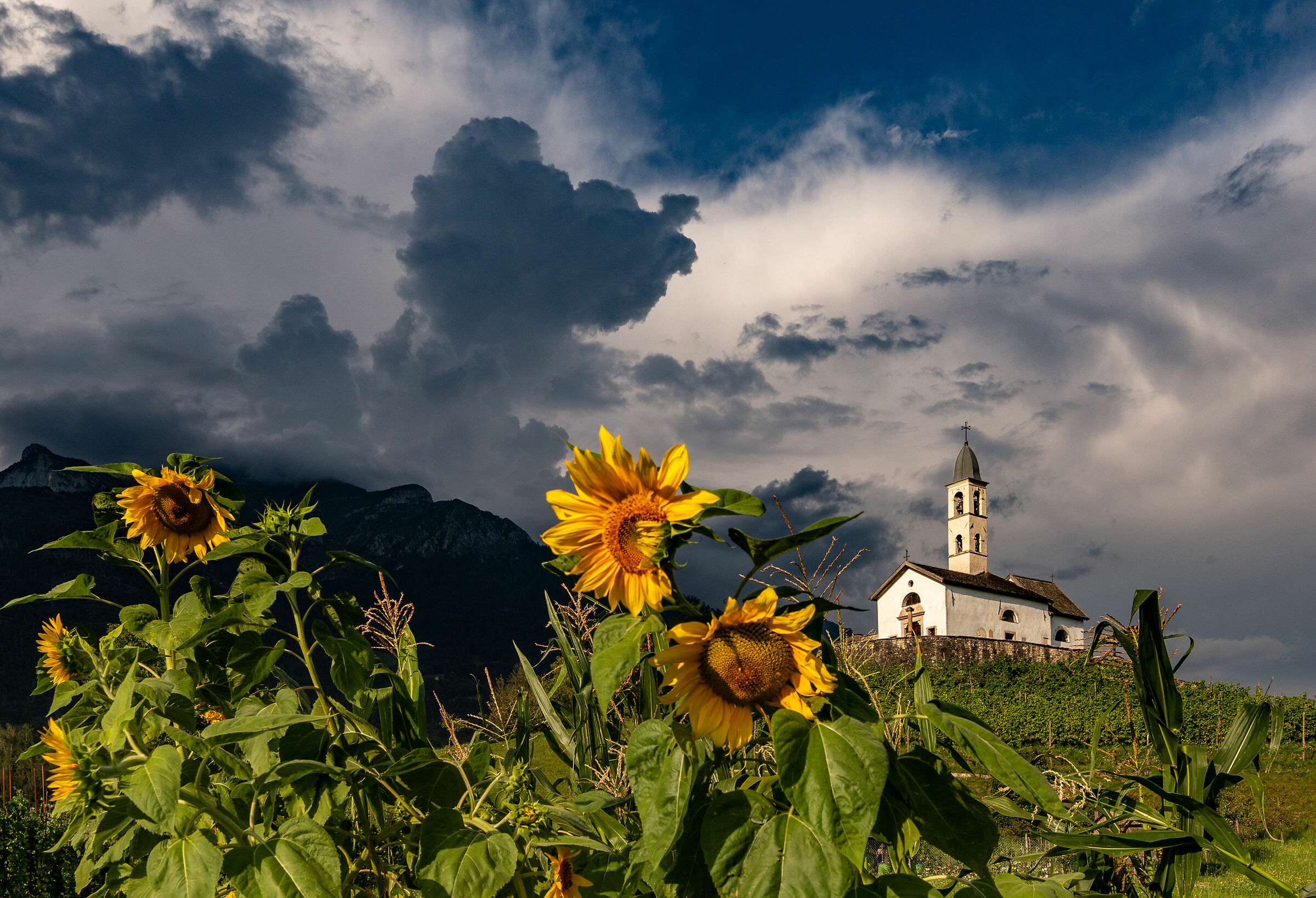 Chiesa di San Giorgio, tra i girasoli.