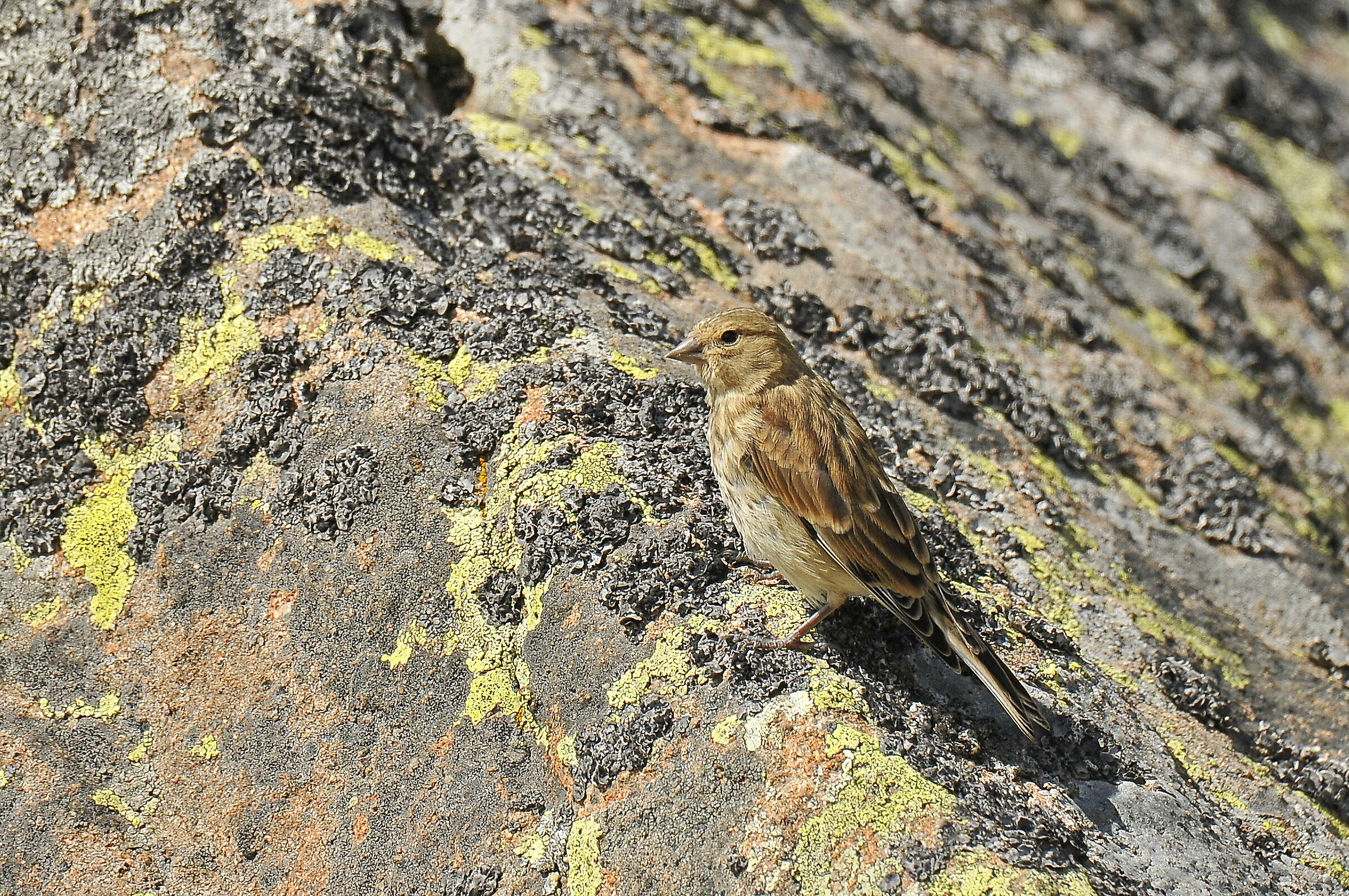 Fanello (Linnet)
