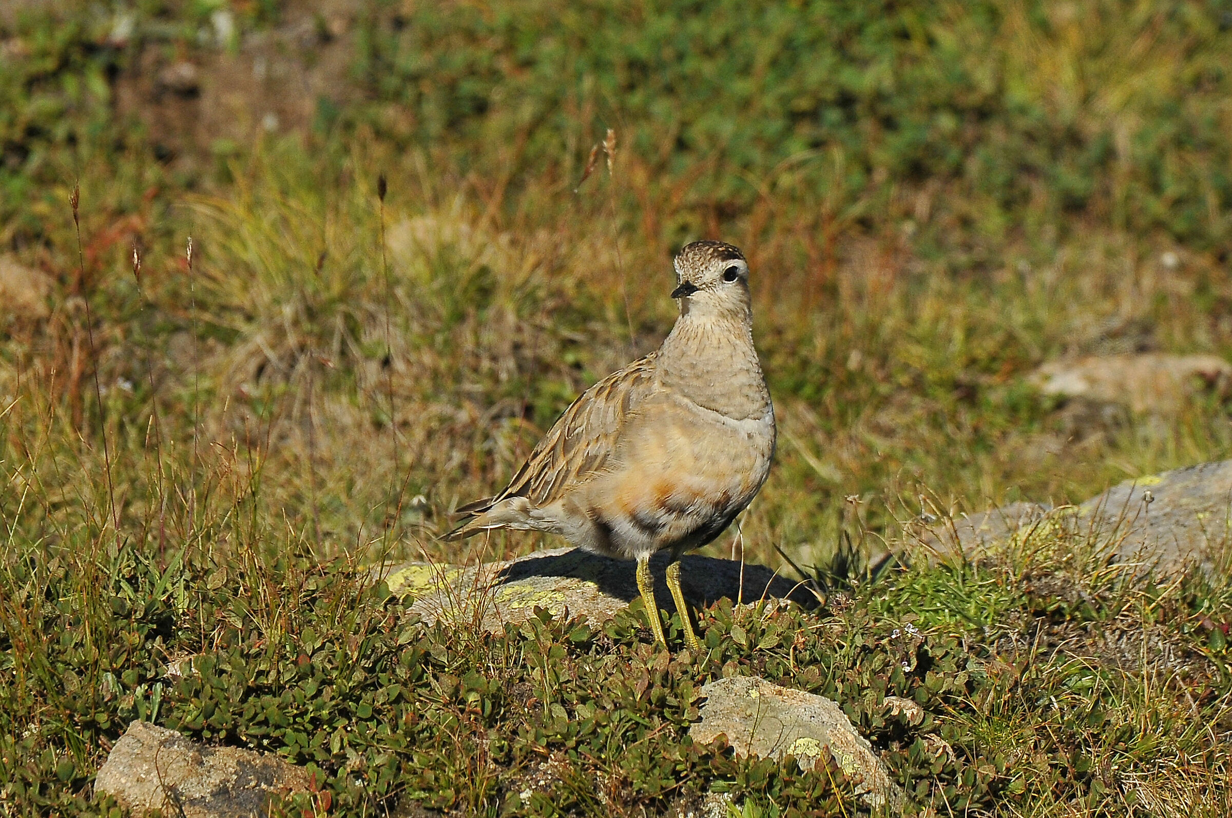 Piviere tortolino (Dotterel)