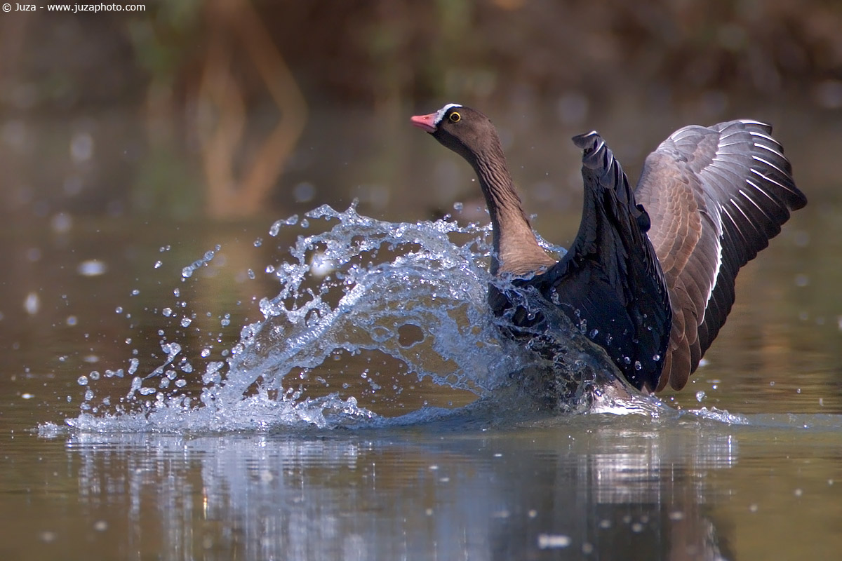 Anser erythropus (Oca Lombardella Minore), 003487