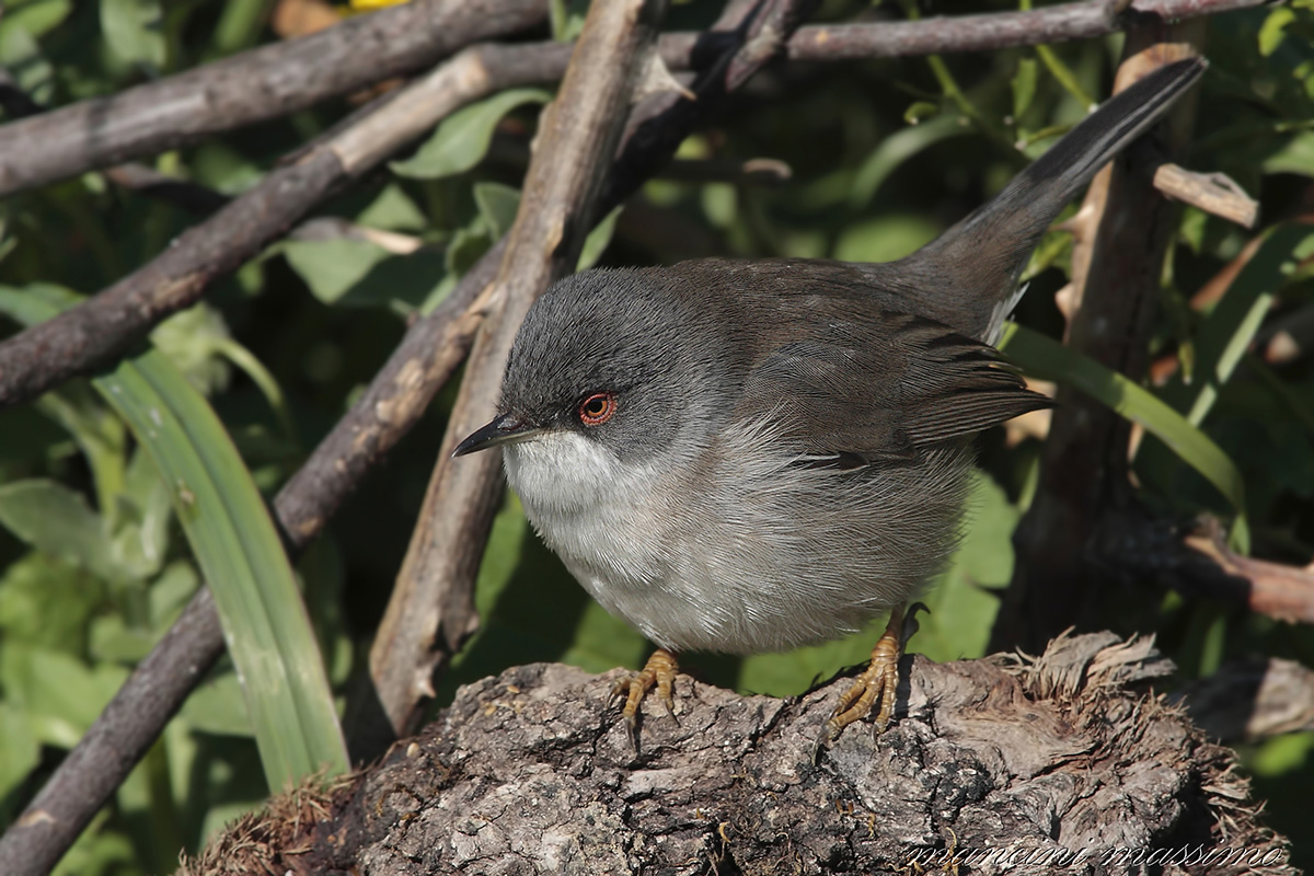 occhiocotto F( Sylvia  melamocephala)
