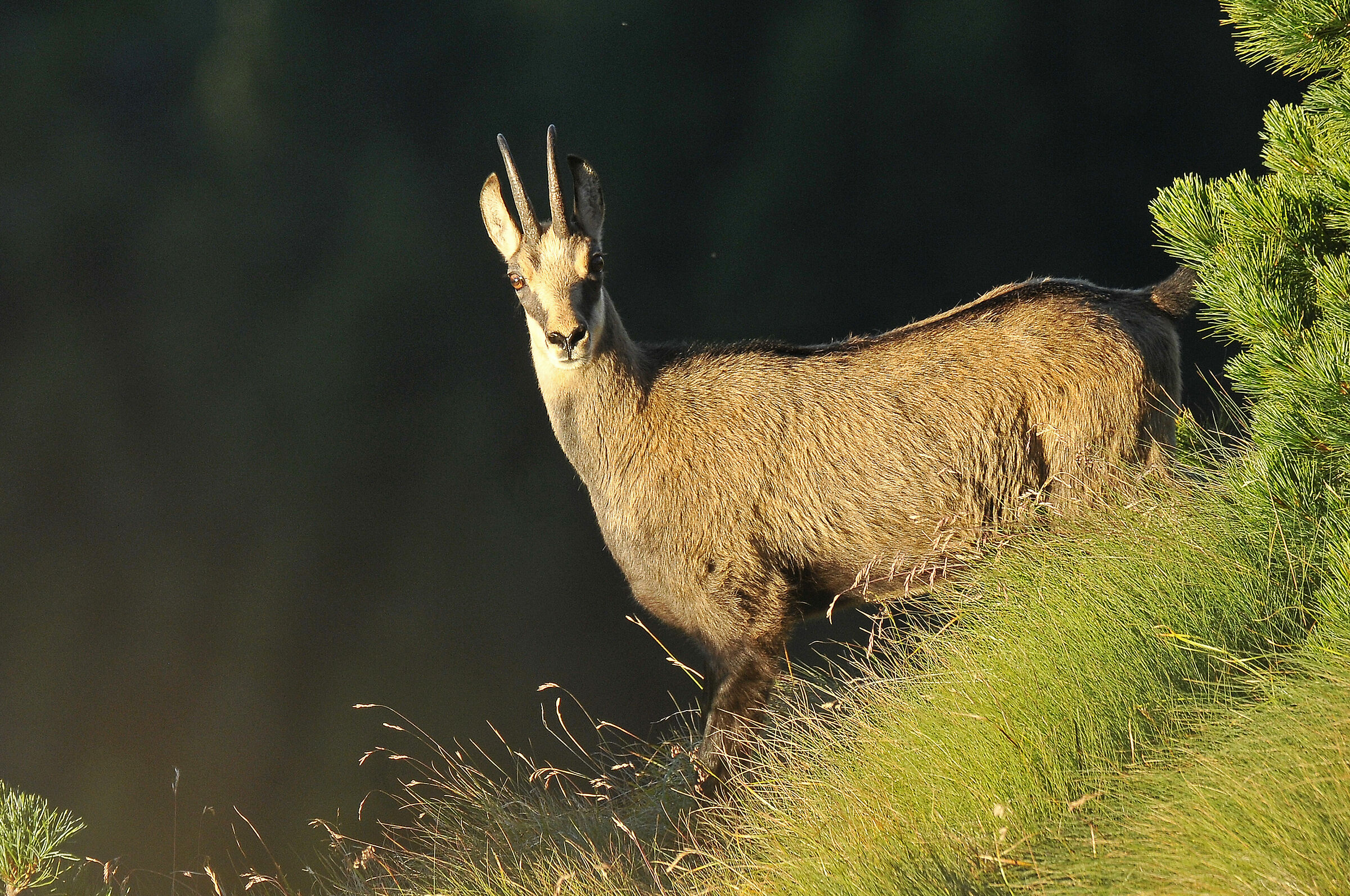 Camoscio (Chamois)