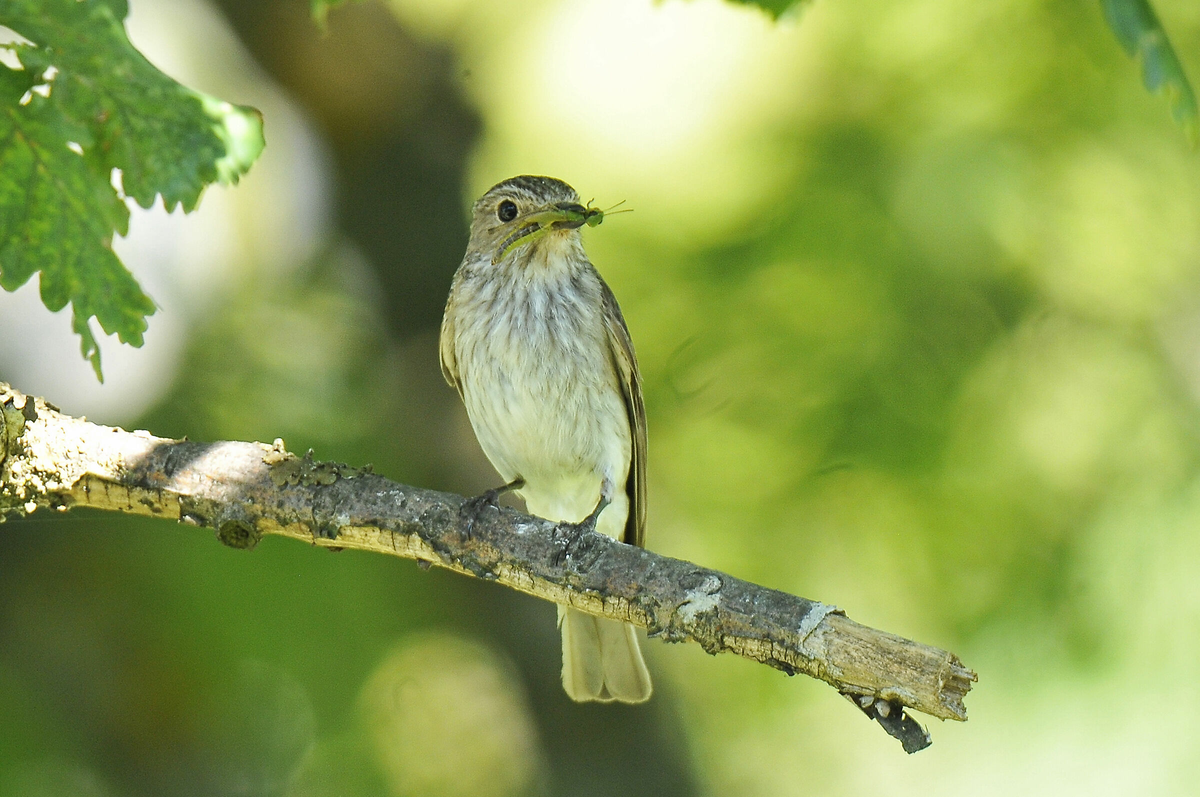 Pigliamosche (spotted flycatcher)