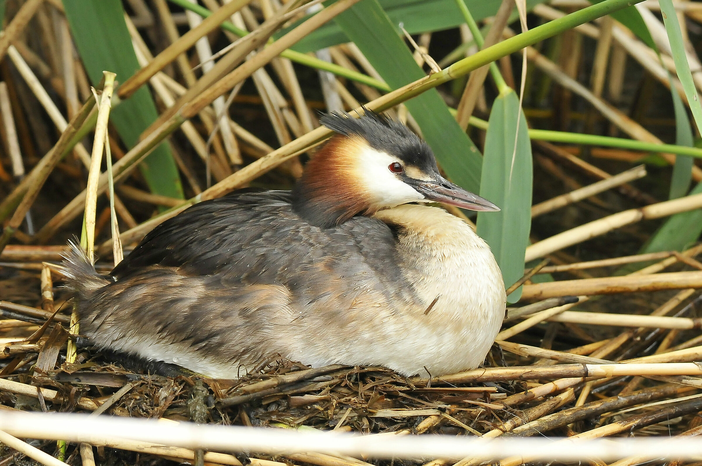 Greater swam (g-c grebe)