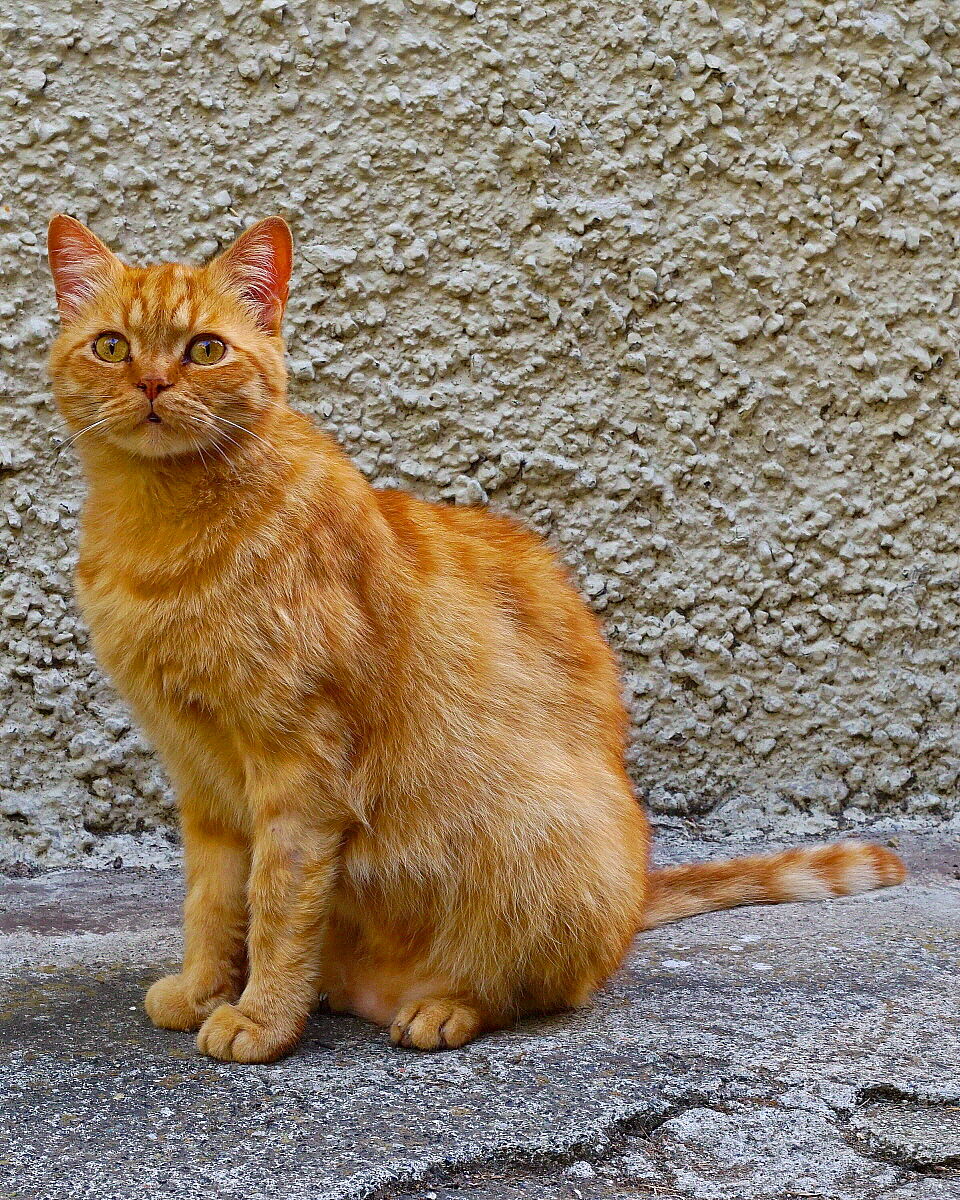 This blond has them golden!