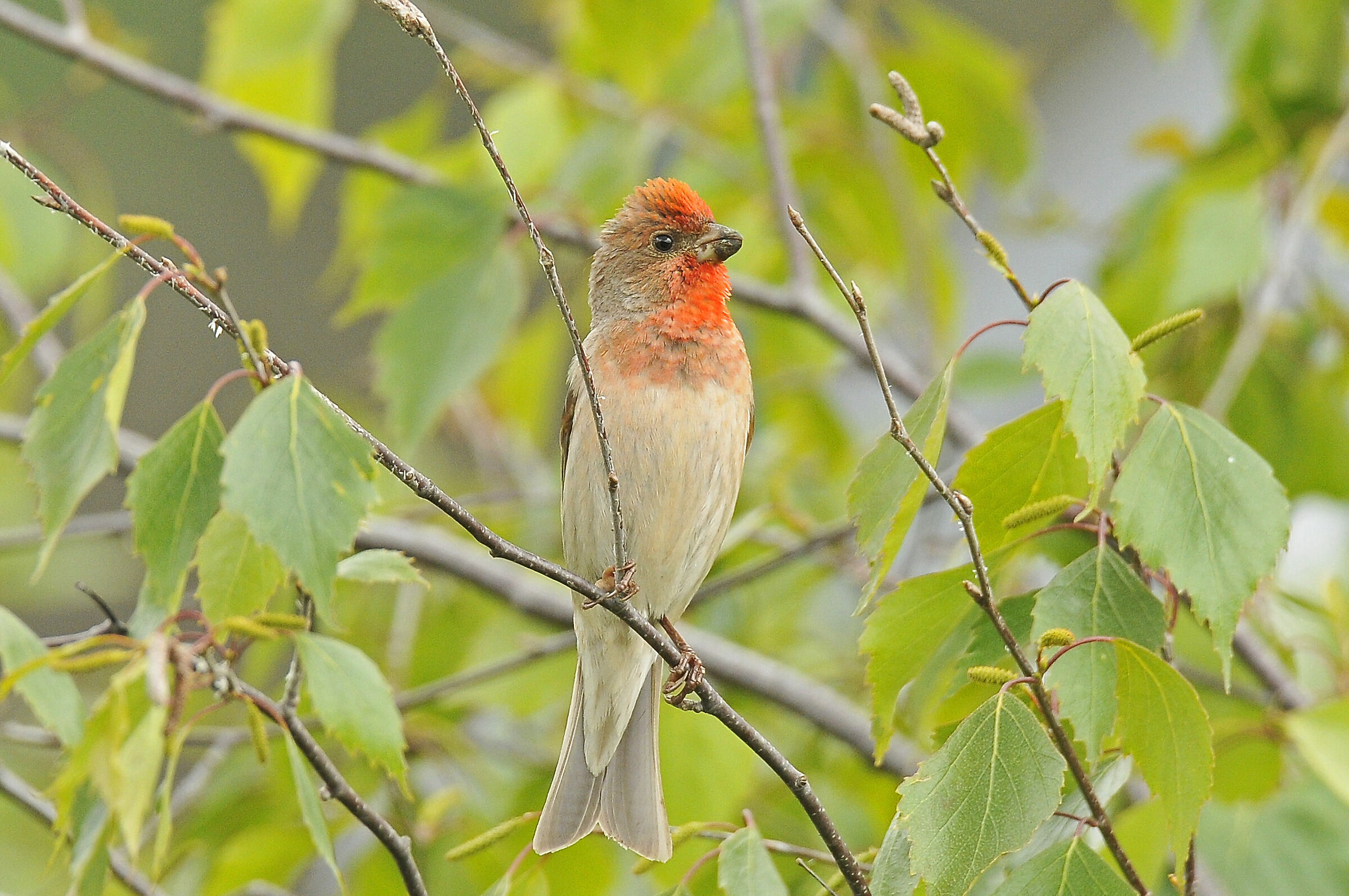 Ciuffolotto scarlatto (rosefinch)