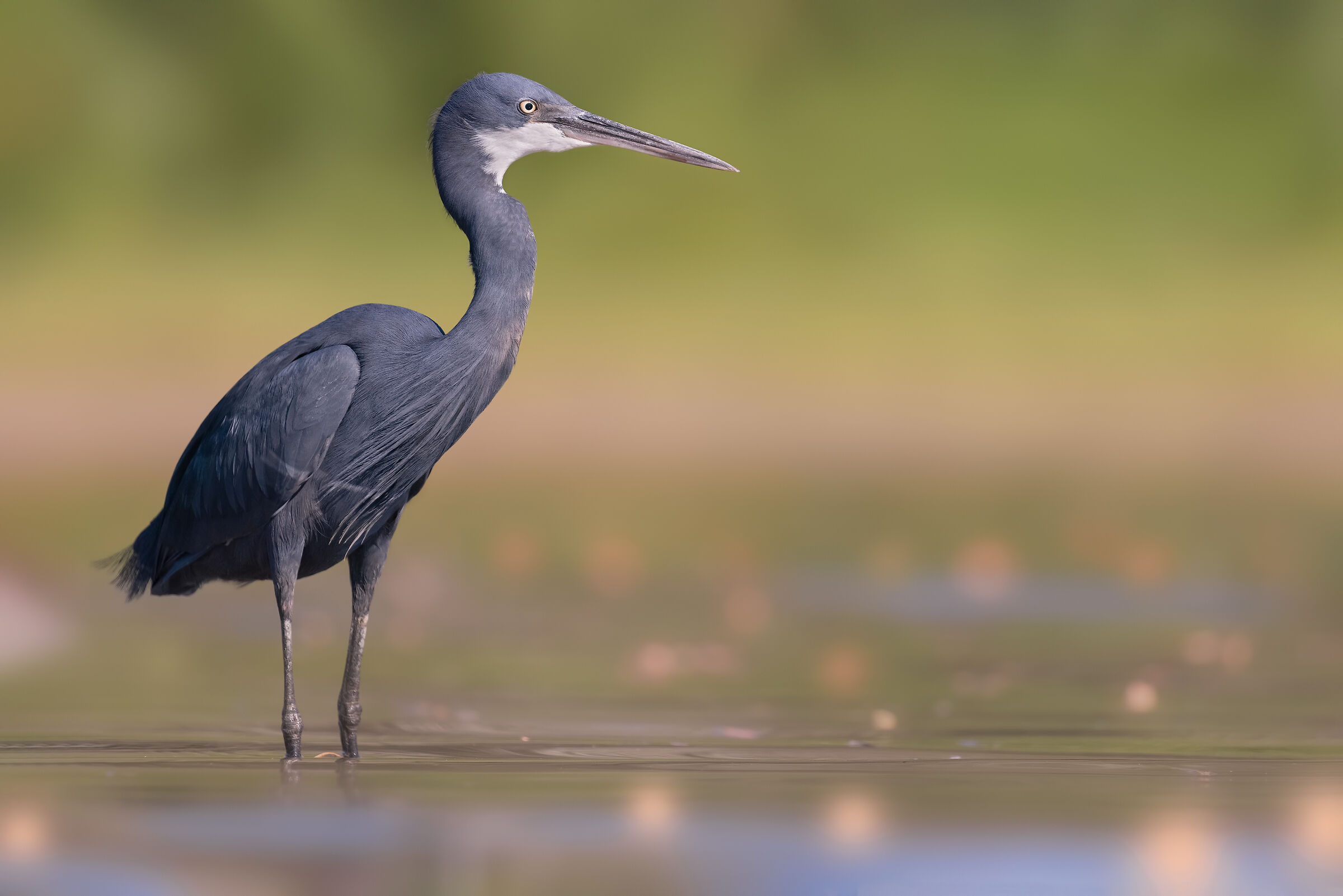 Lo schistaceo di Parma
