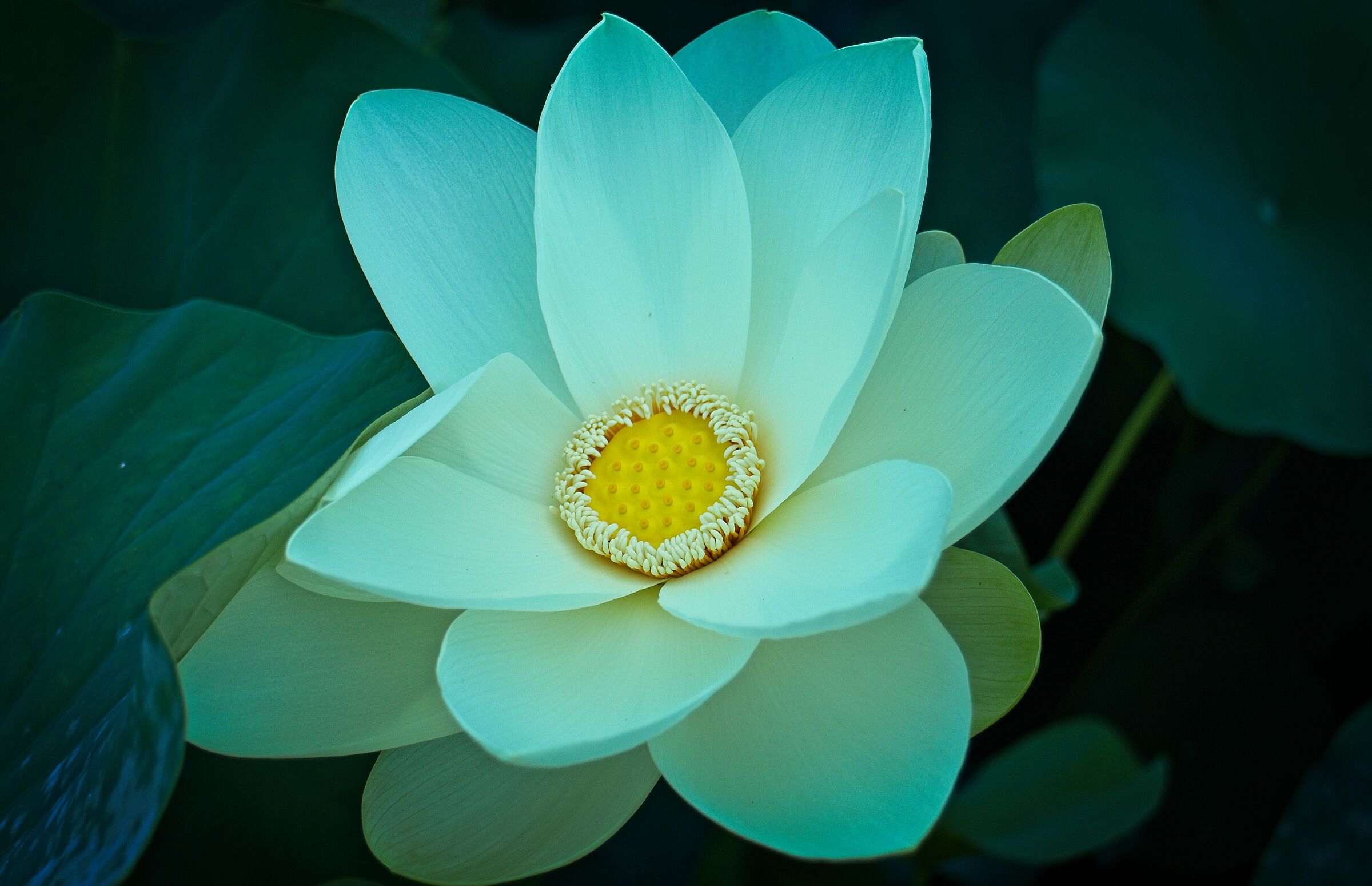 Lotus... Lotus Flower