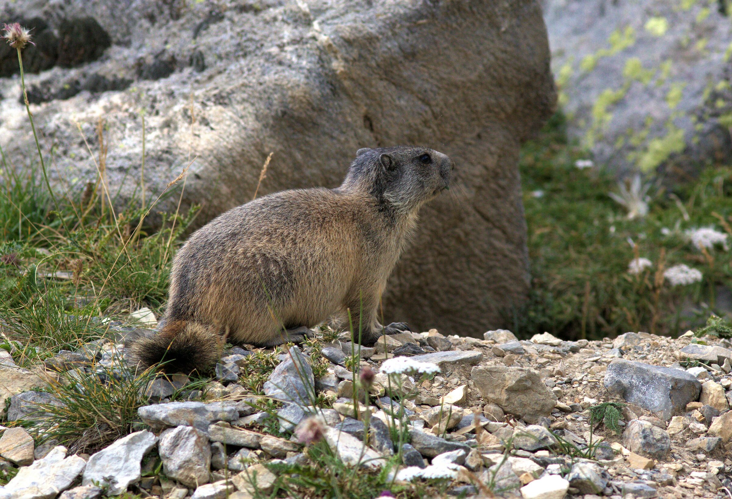cucciolo di marmotta del colle preit