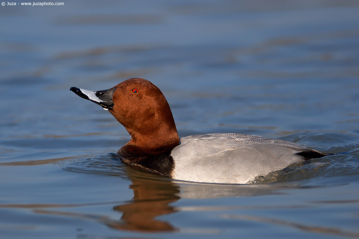 Aythya Ferina (Moriglione), 004800