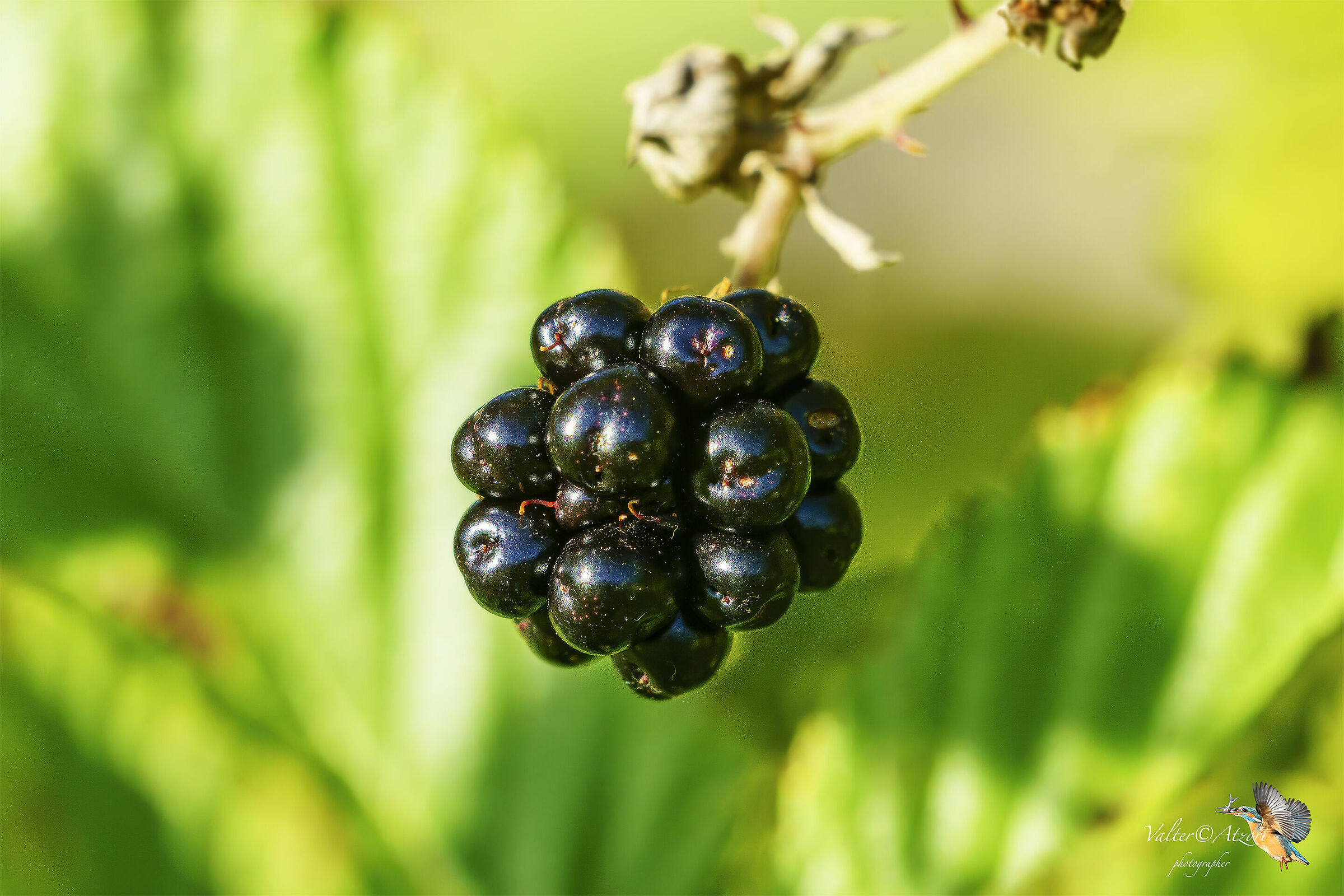 Mora, fruit of the brambles