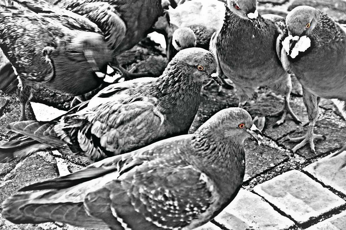 Un' affollarsi di...piccioni