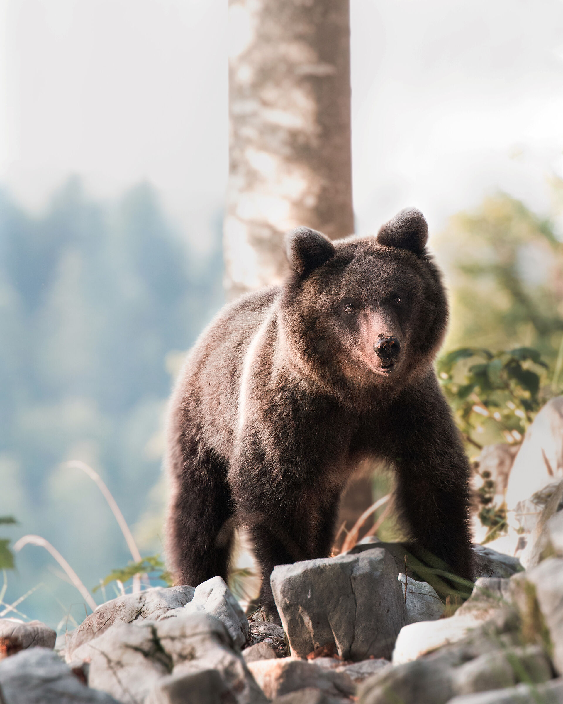 A moment of silence in the forest, with a brown bear.