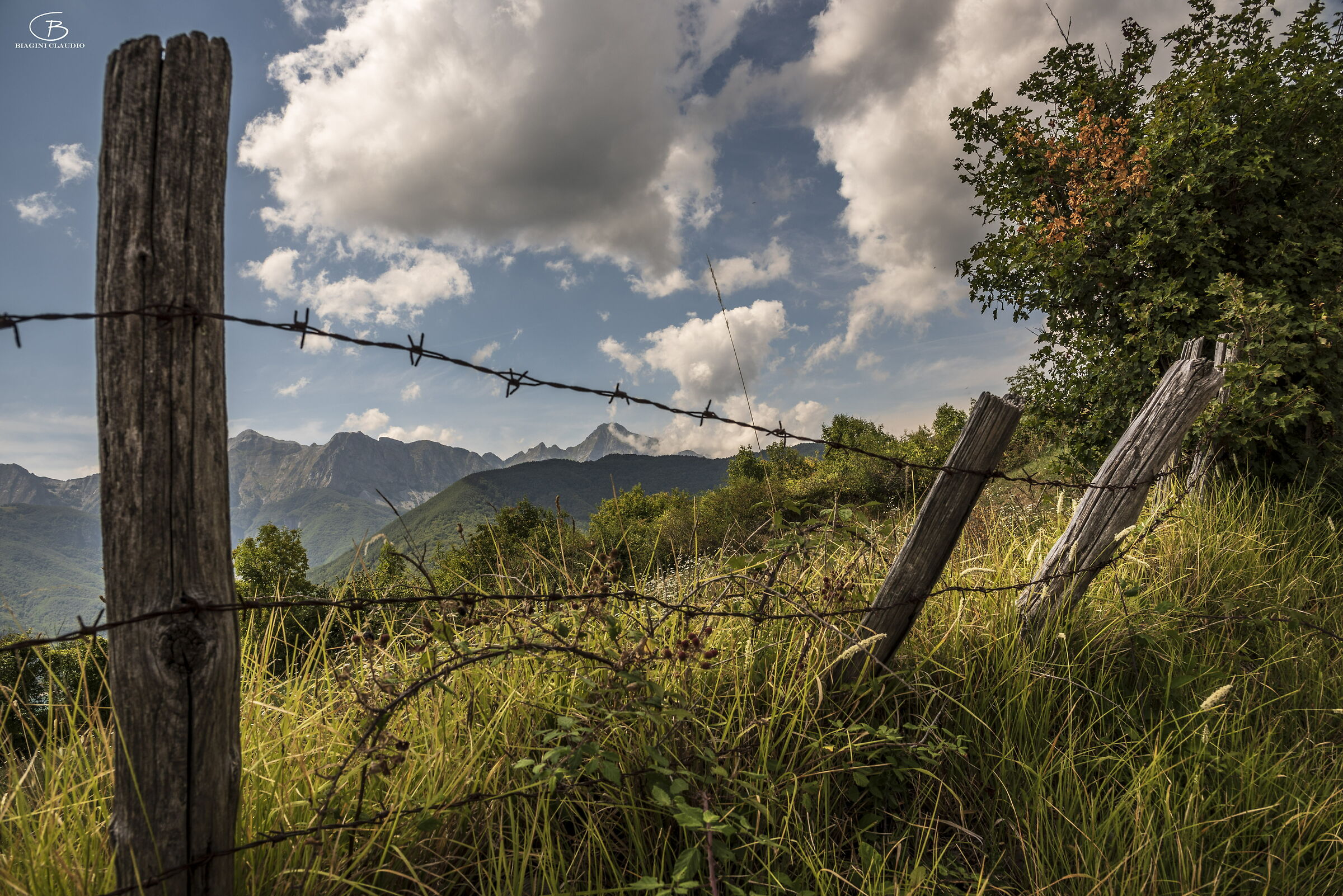 Pisanino tra la staccionata