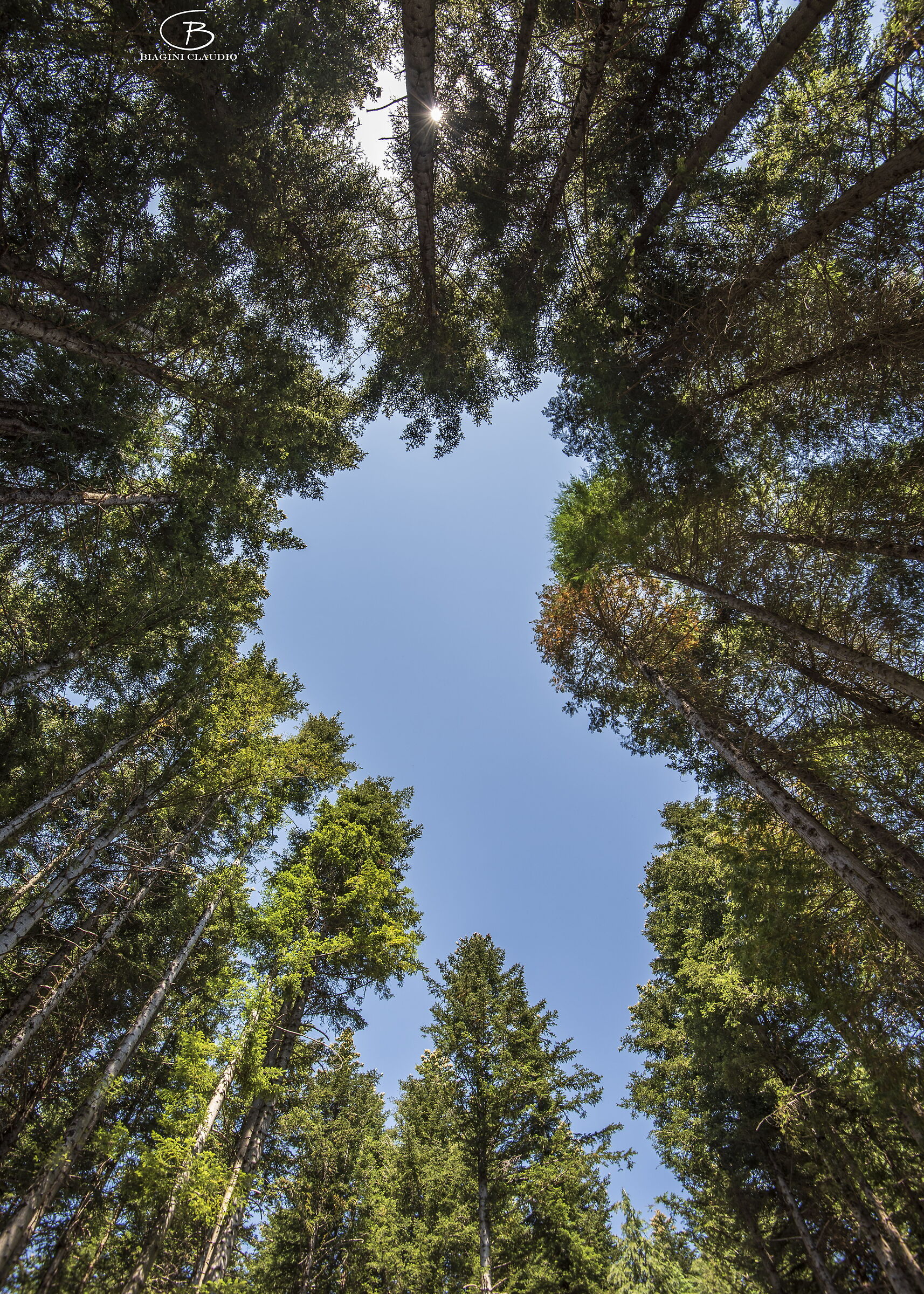 Foresta dell'Orecchiella