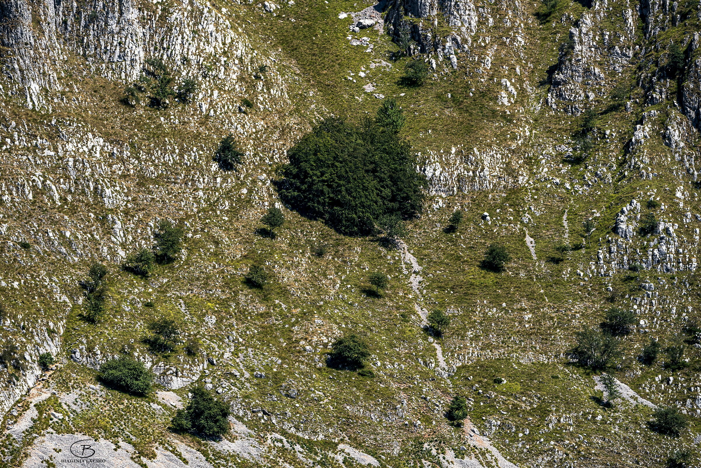 Alberi sulla Pania di Corfino