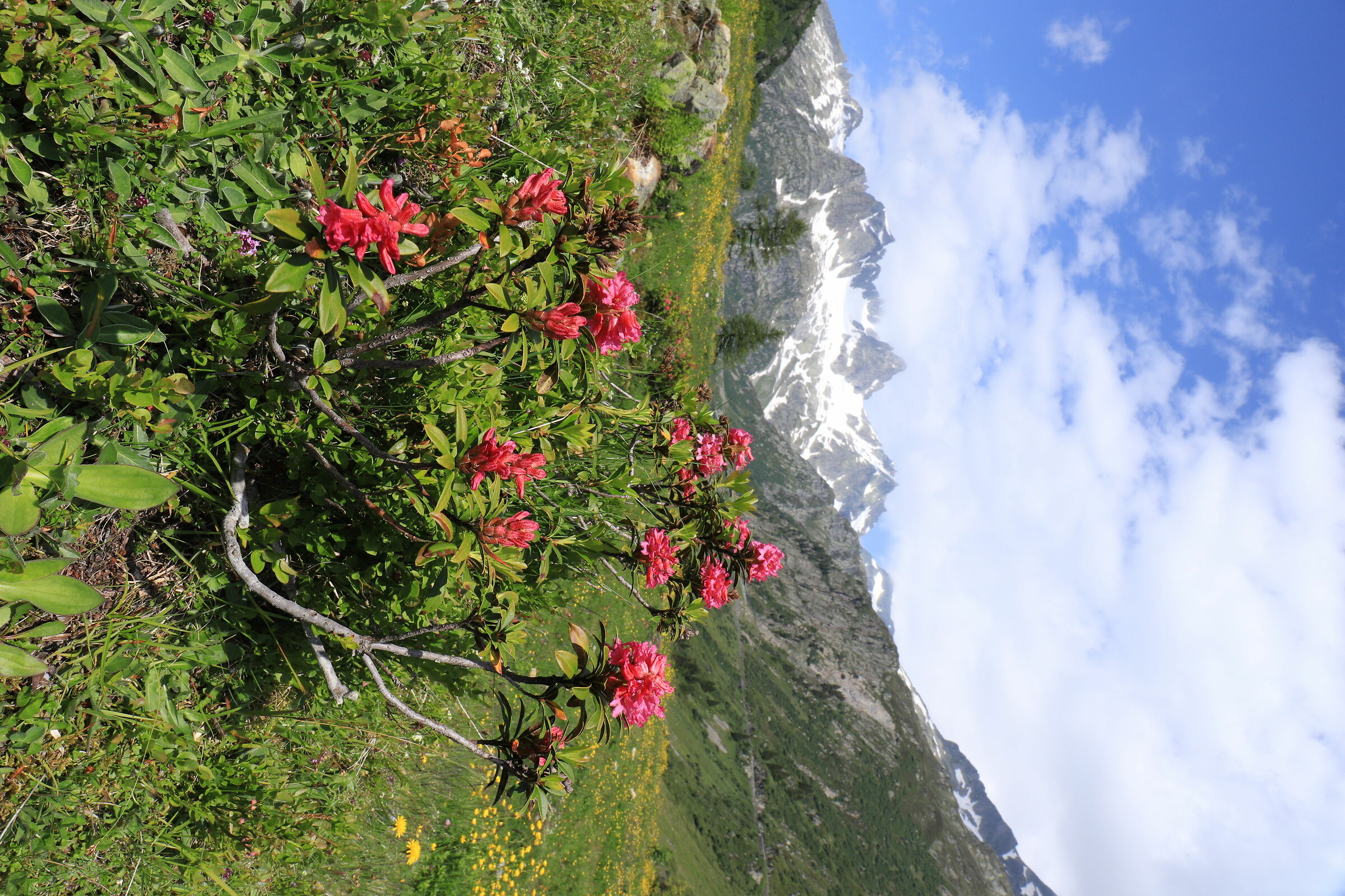 Switzerland, New Zealand