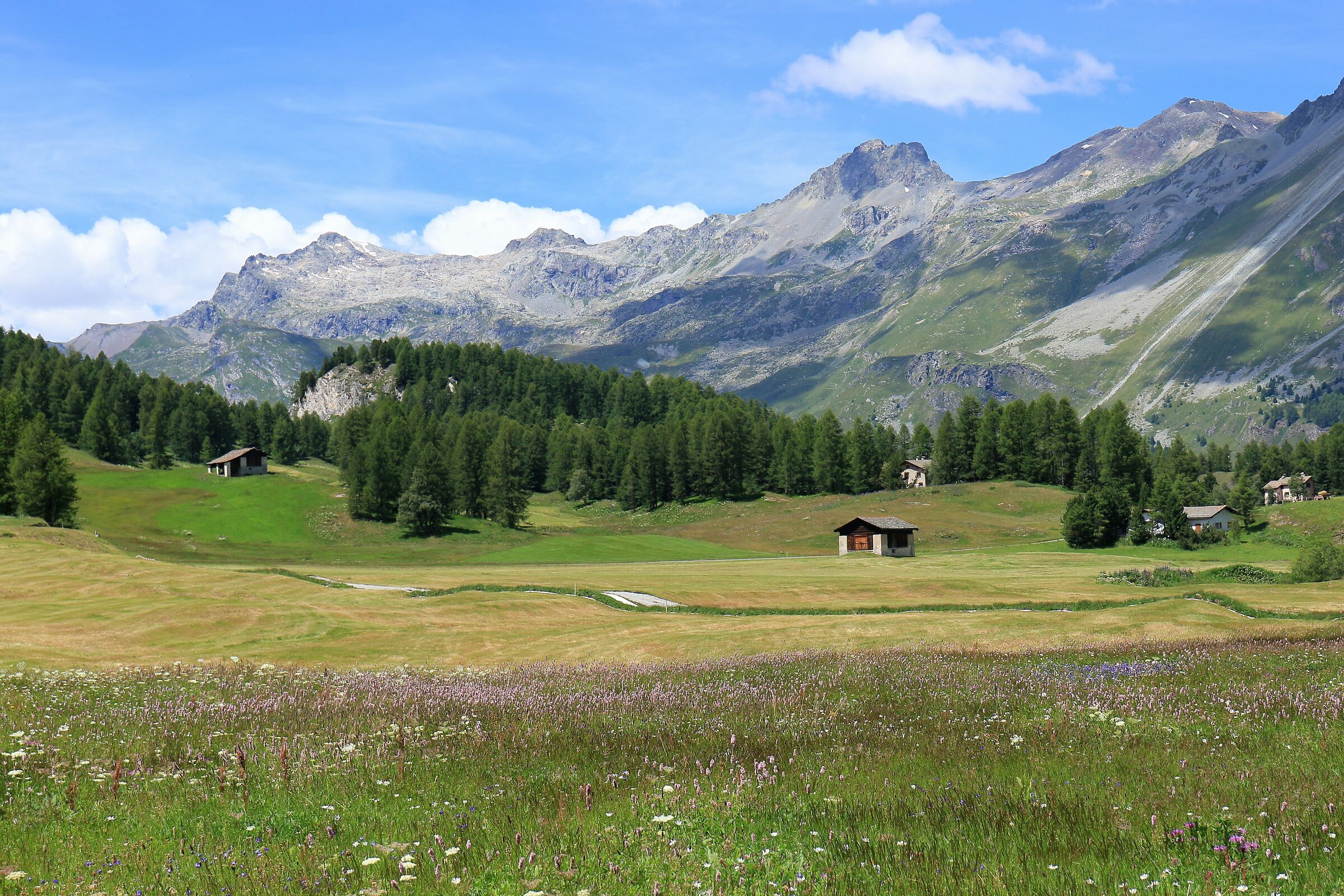 Switzerland, New Zealand