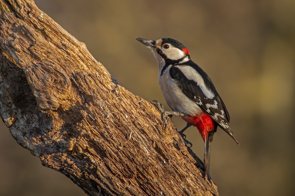 Woodpecker