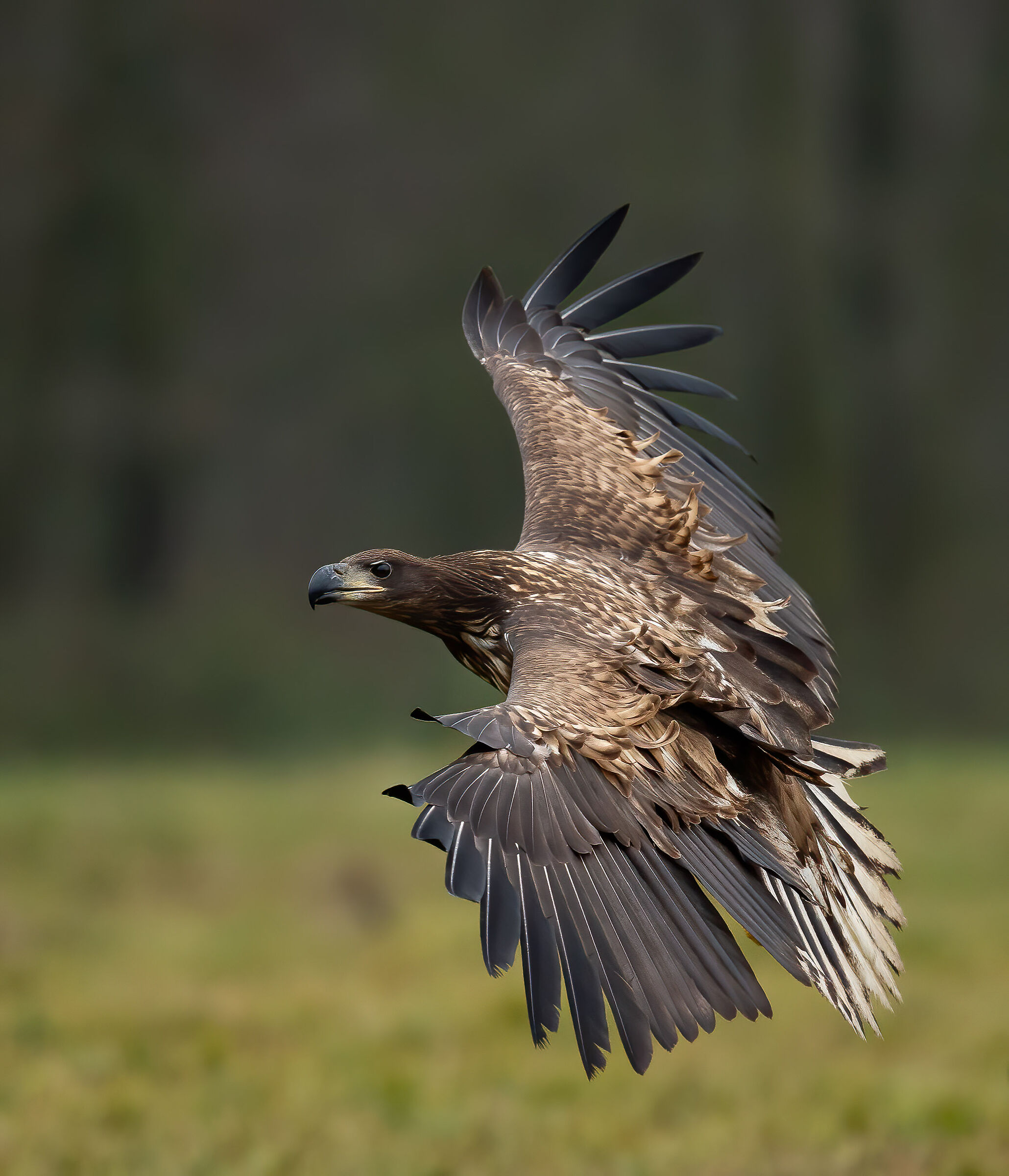 Aquila di mare coda bianca (Haliaeetus albicilla)