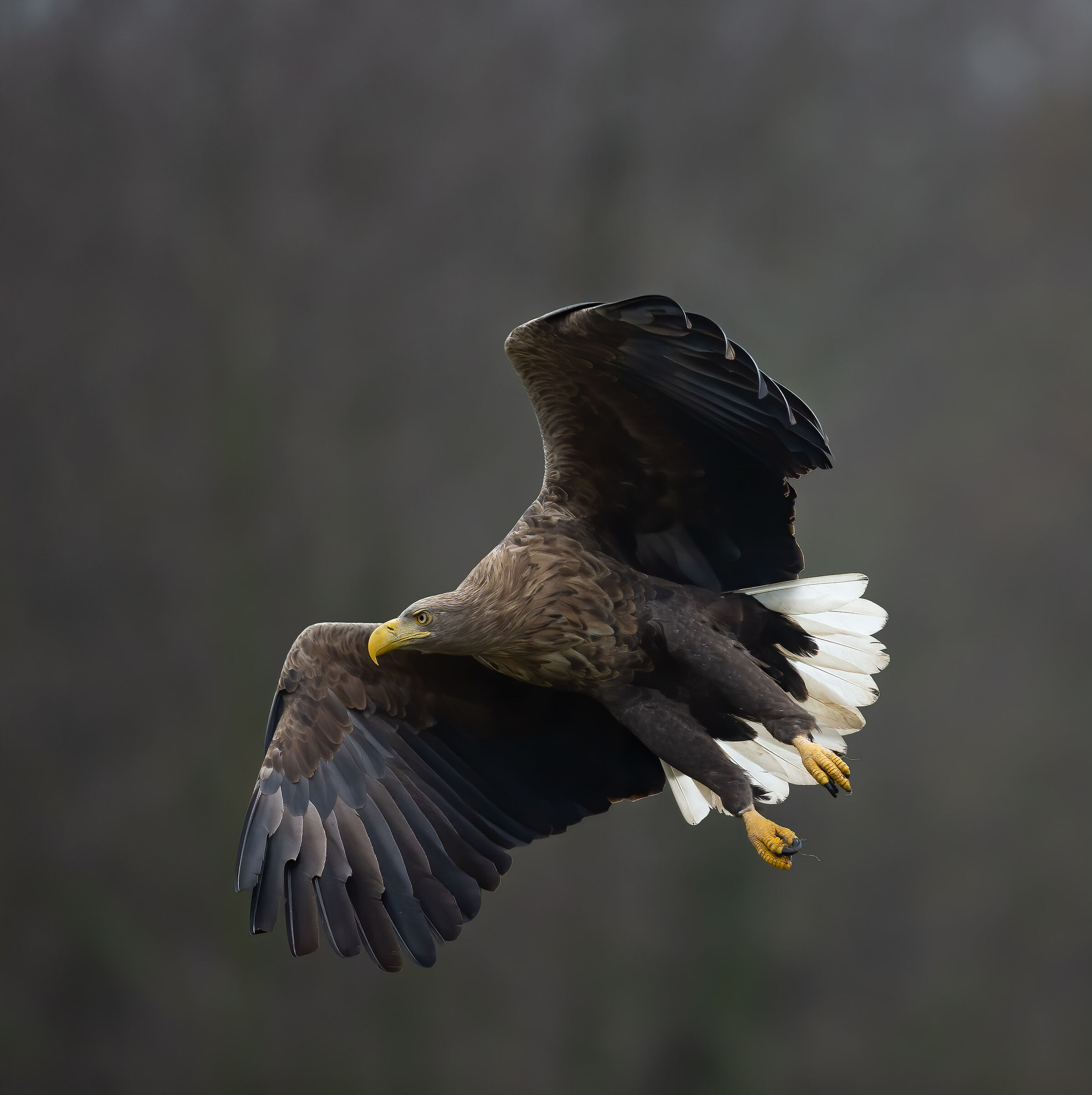Aquila di mare coda bianca (Haliaeetus albicilla)