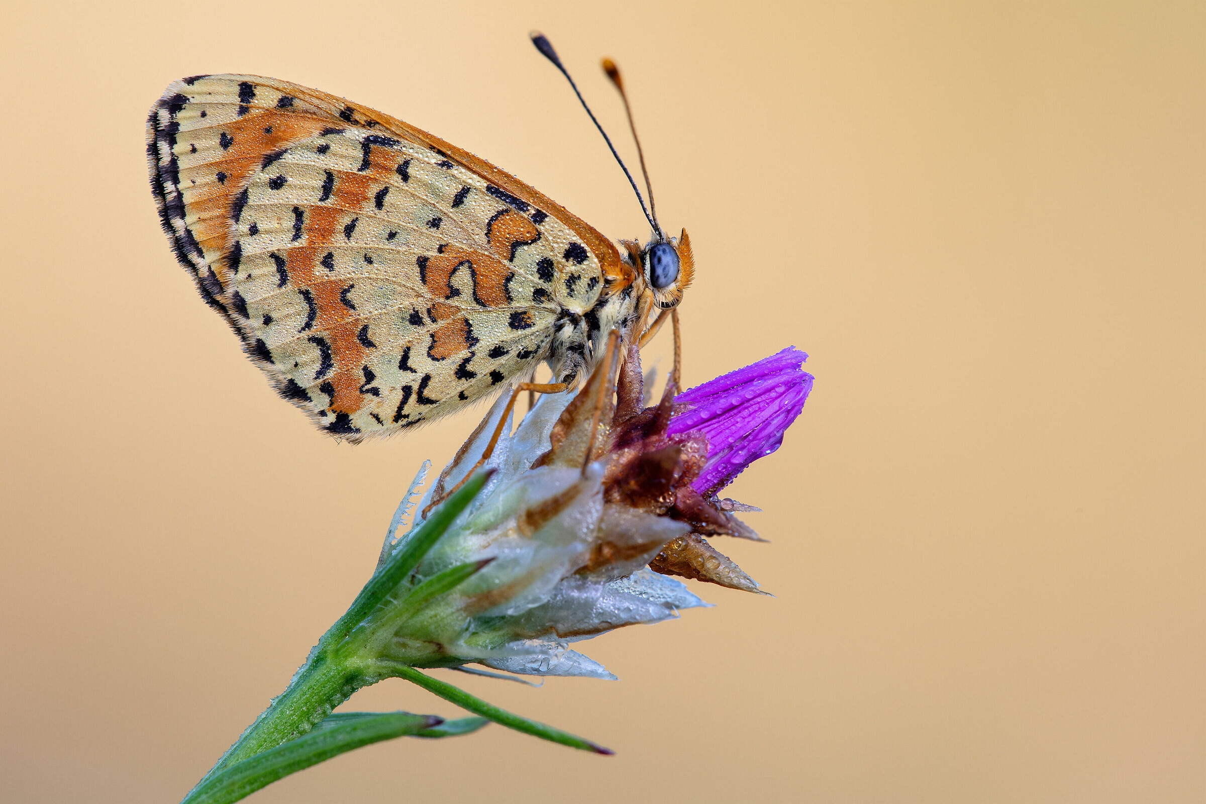 Melitaea didyma