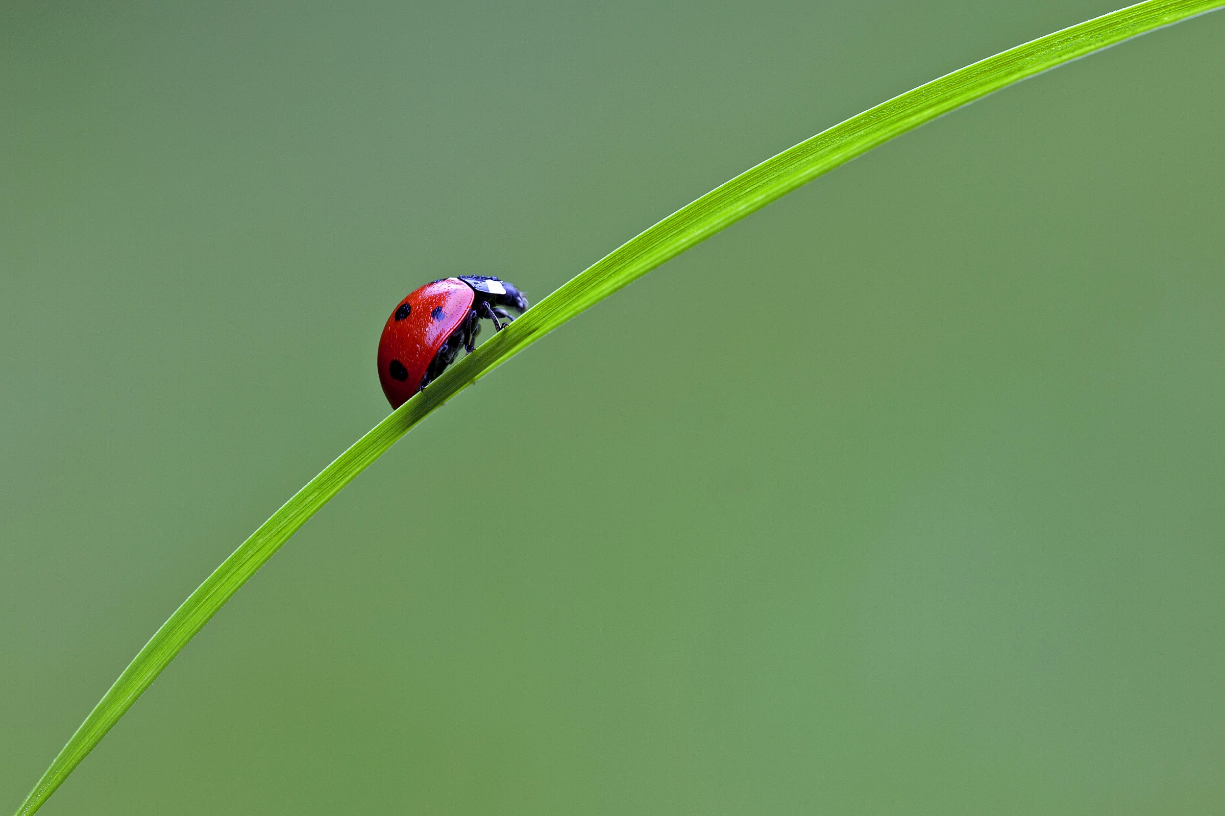 walking on grass blade