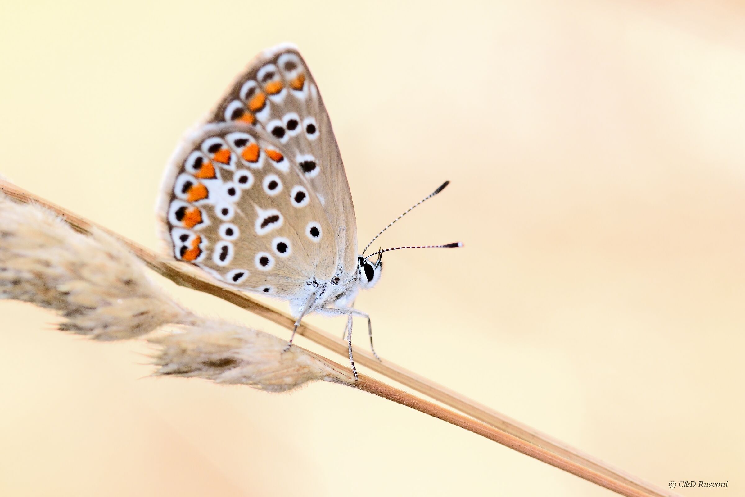 Ritratto...ravvicinato