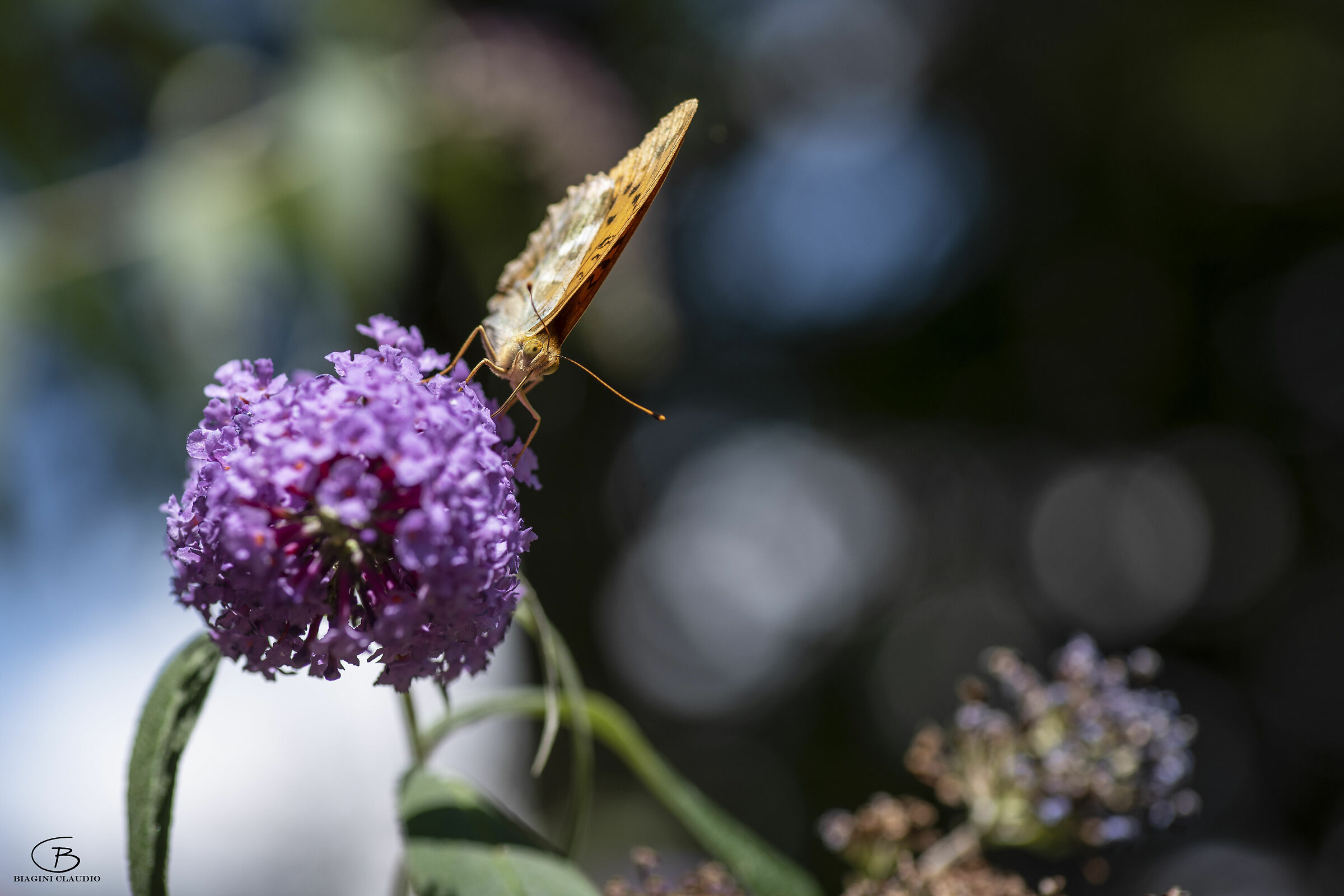 Paphia argynnis
