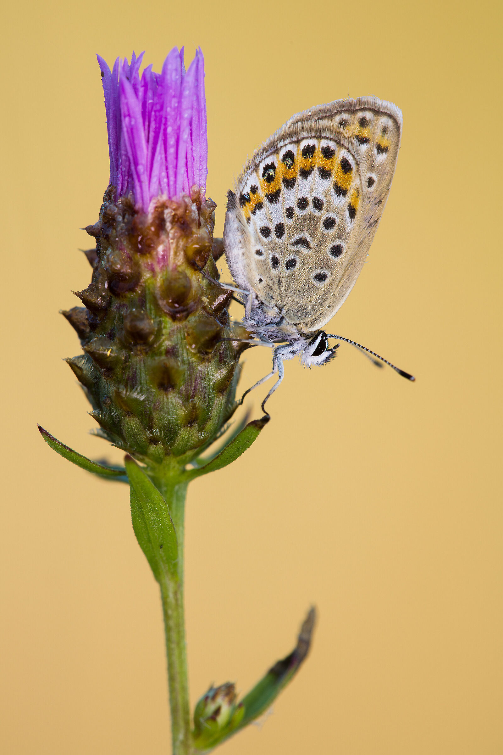 Argus Plebejus