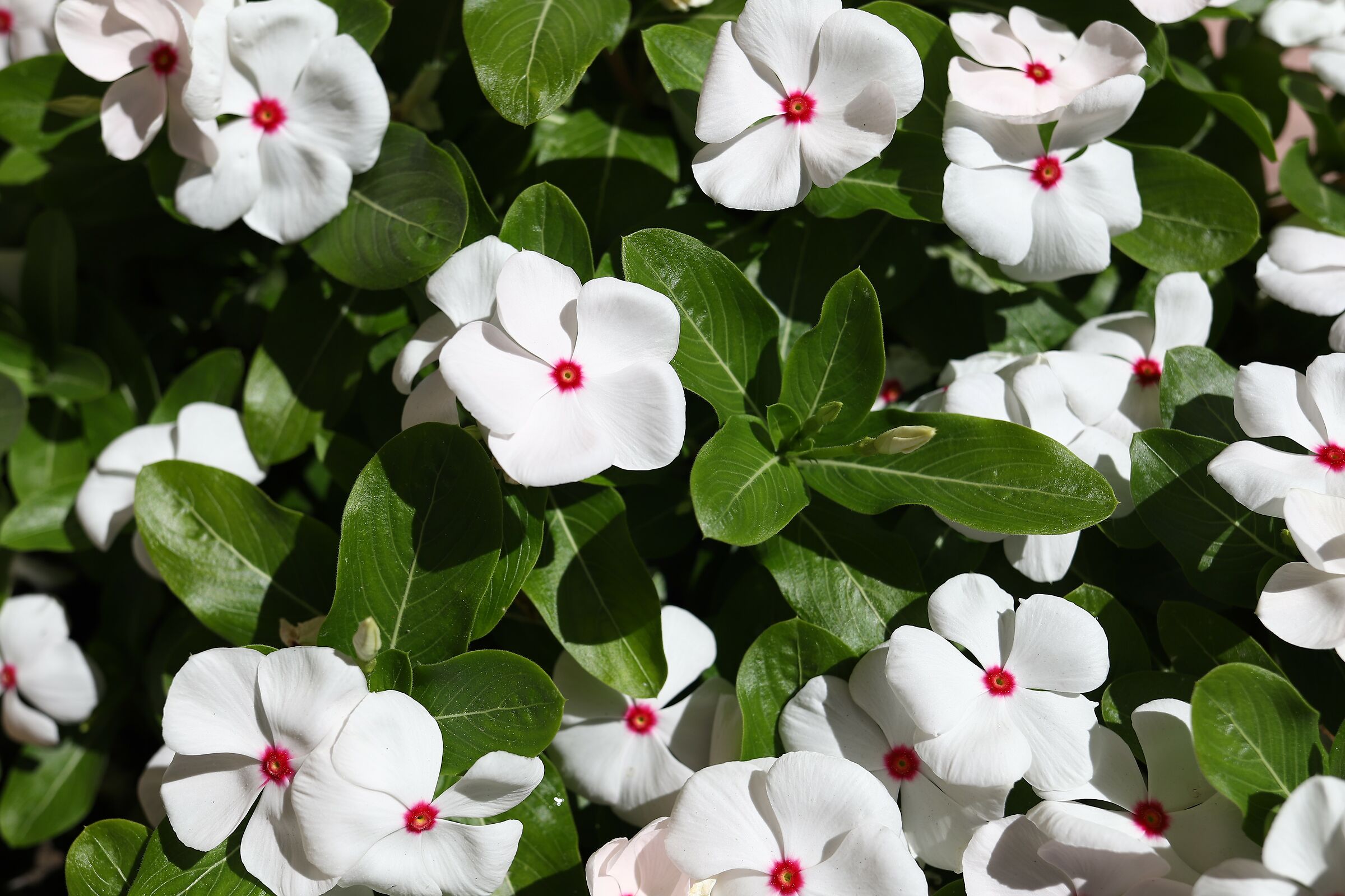 Solo verde, bianco e rosso