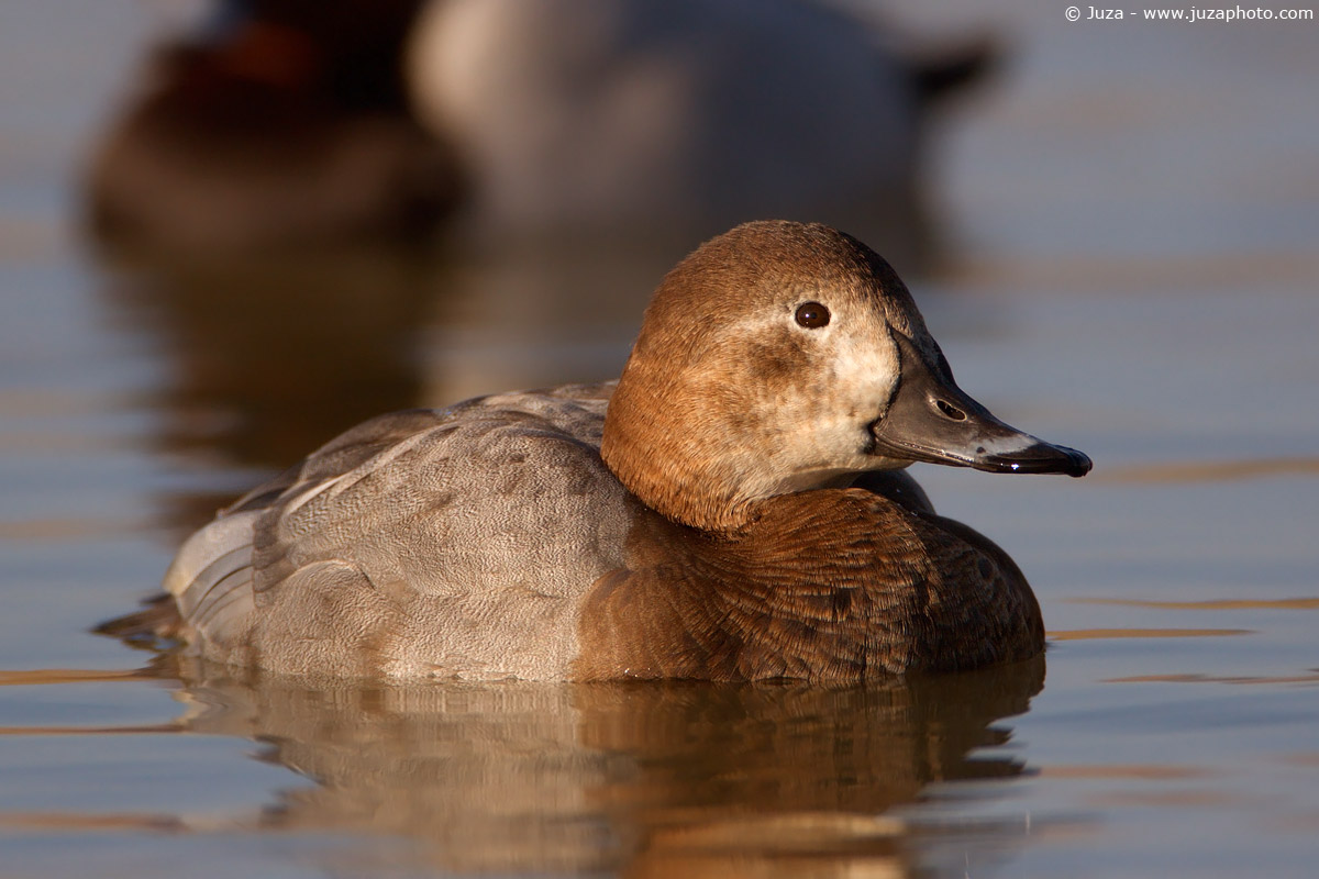 Aythya Ferina (Moriglione), 004785