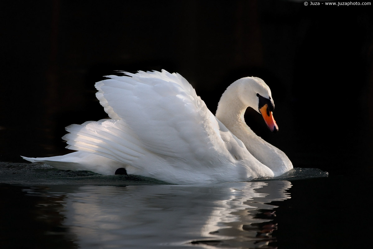Cygnus olor (Cigno Reale), 004541
