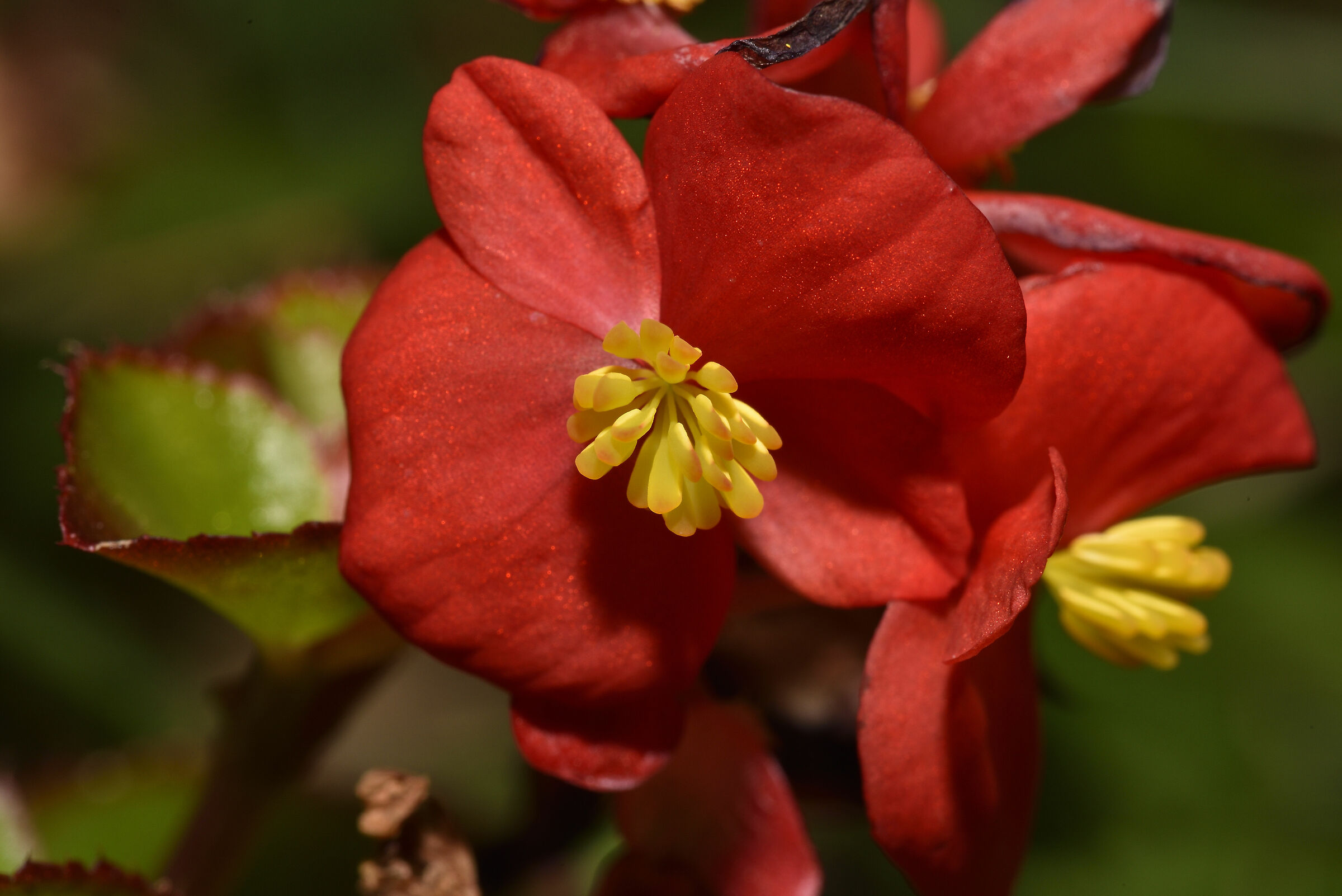 Piccolo fiore di Begonia