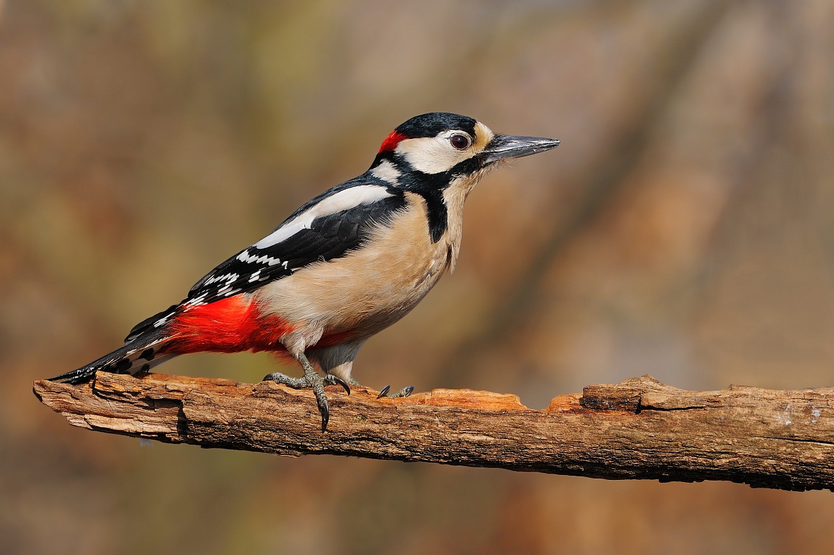 Woodpecker m.