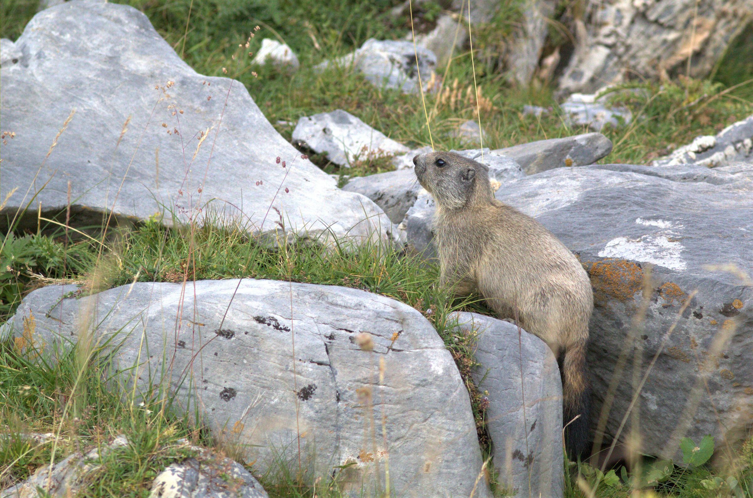 piccola marmotta