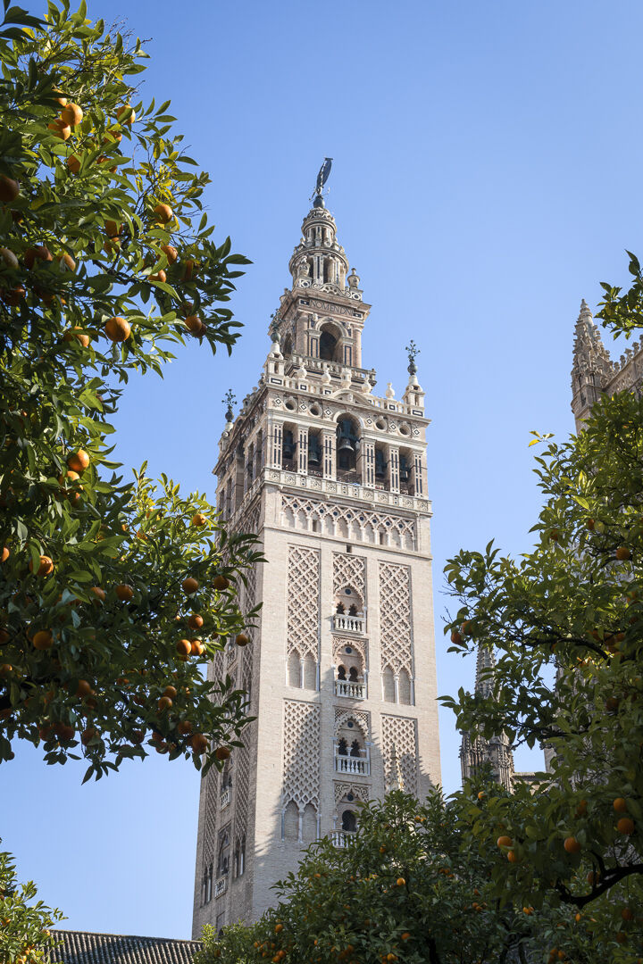 Seville among the citrus