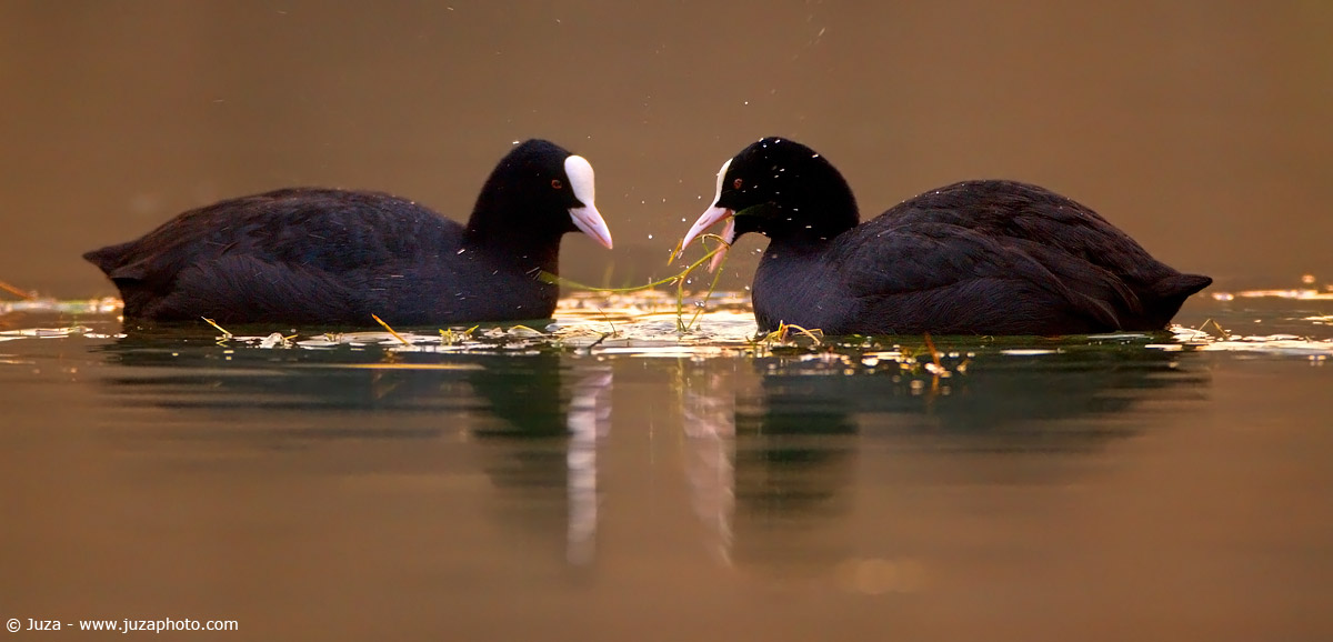 Fulica atra (Folaga), 004521