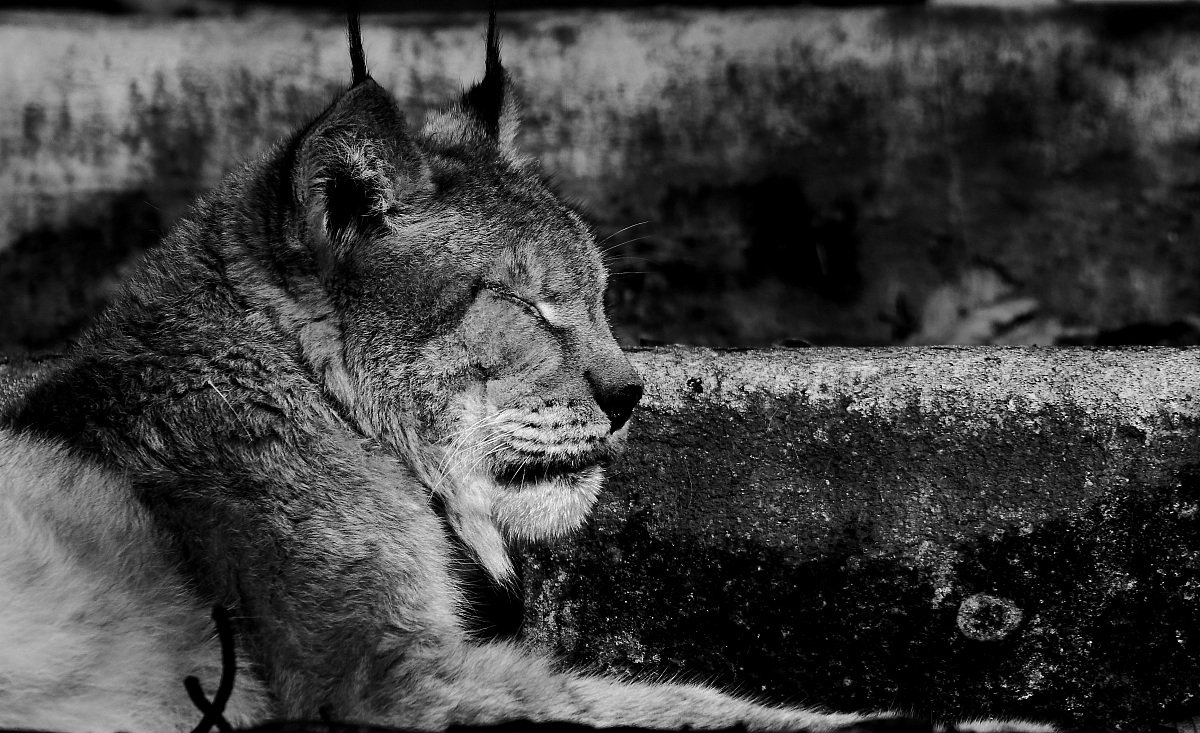 Lince dormiente