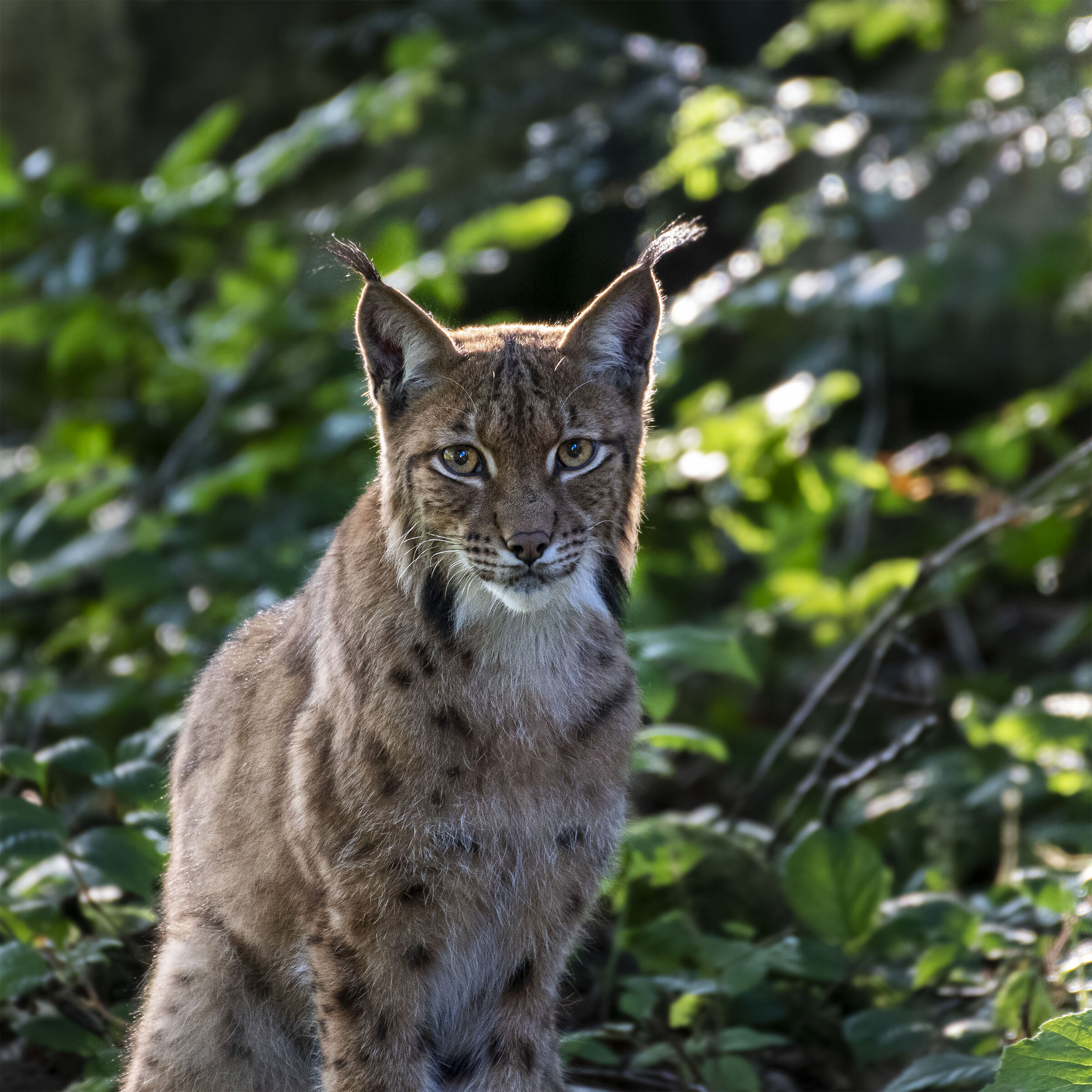 Lynx - August 2020