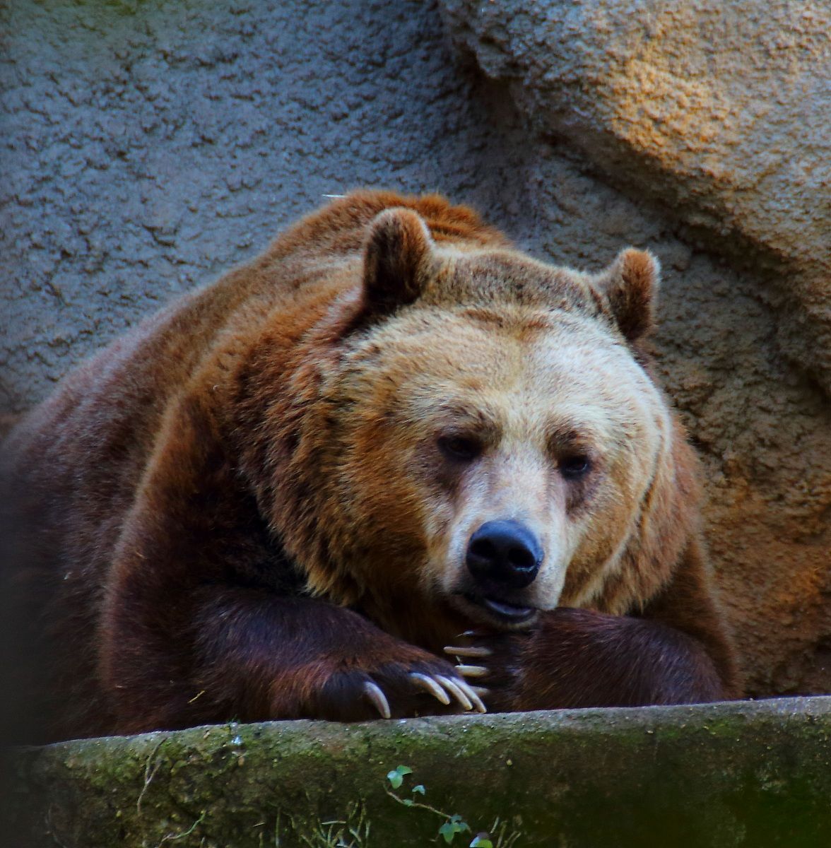 La cruda realtà dello zoo