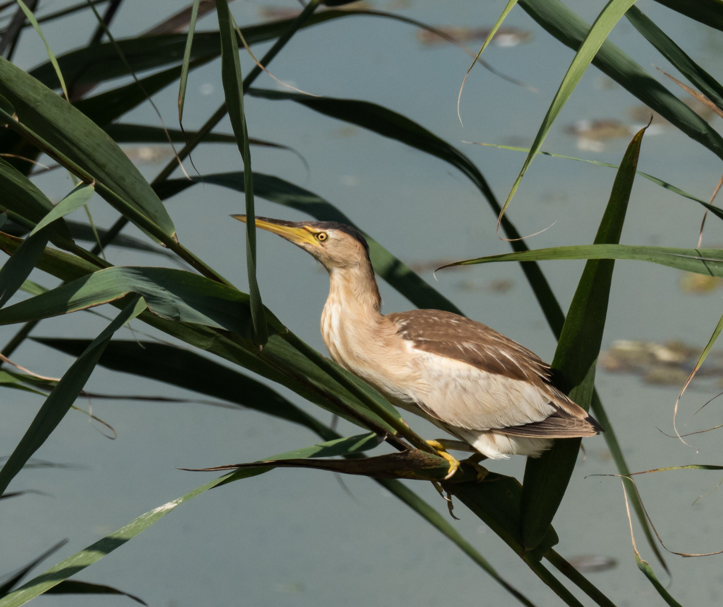 Tarabusino (Ixobrychus minutus)